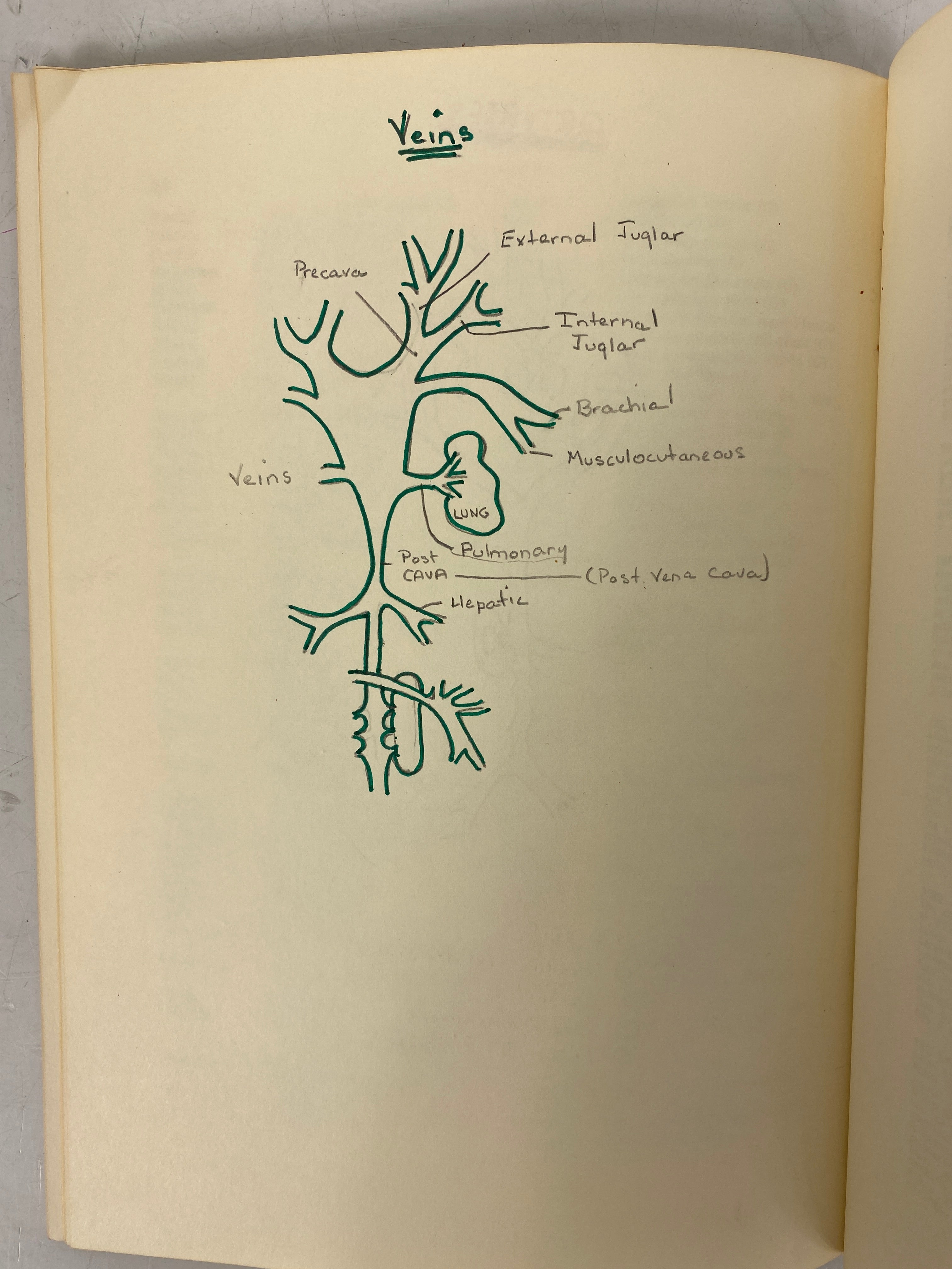 The Frog by T.A.G. Wells A Dissection Manual 1968 Vintage SC