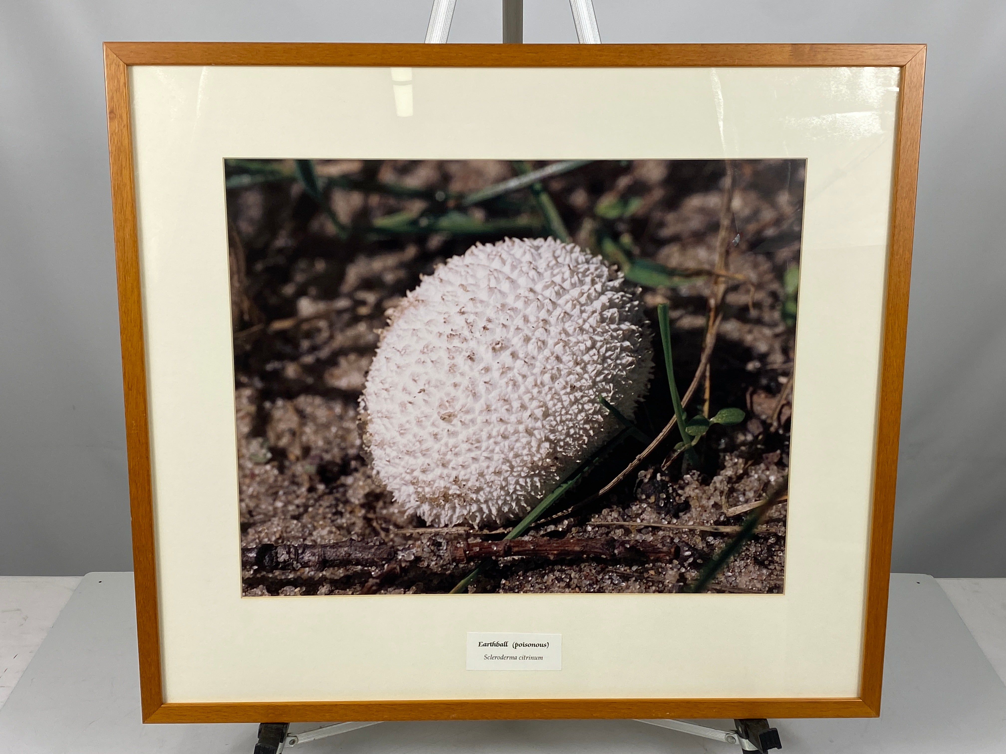 Framed "Earthball" Photograph 27x24