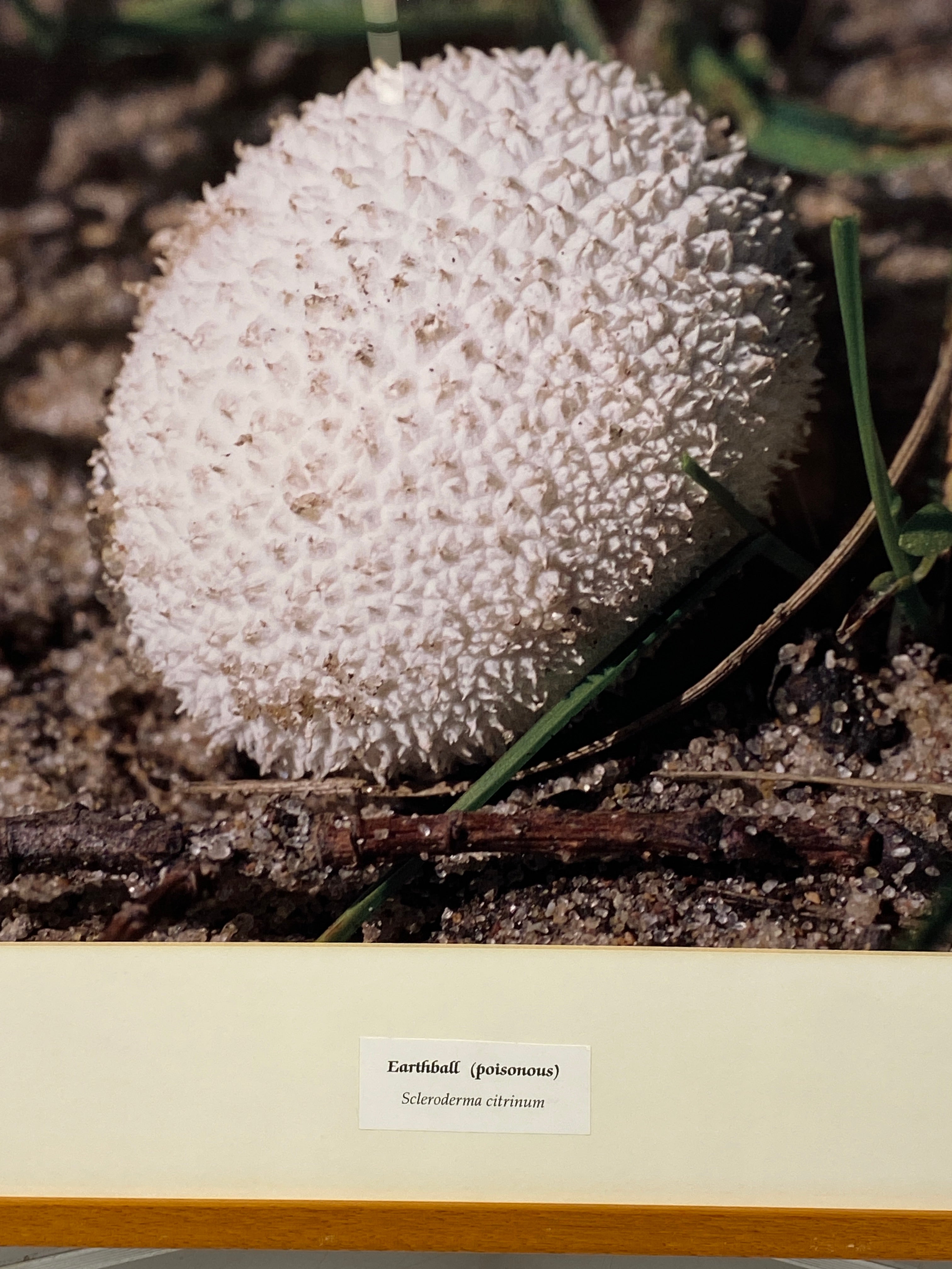 Framed "Earthball" Photograph 27x24