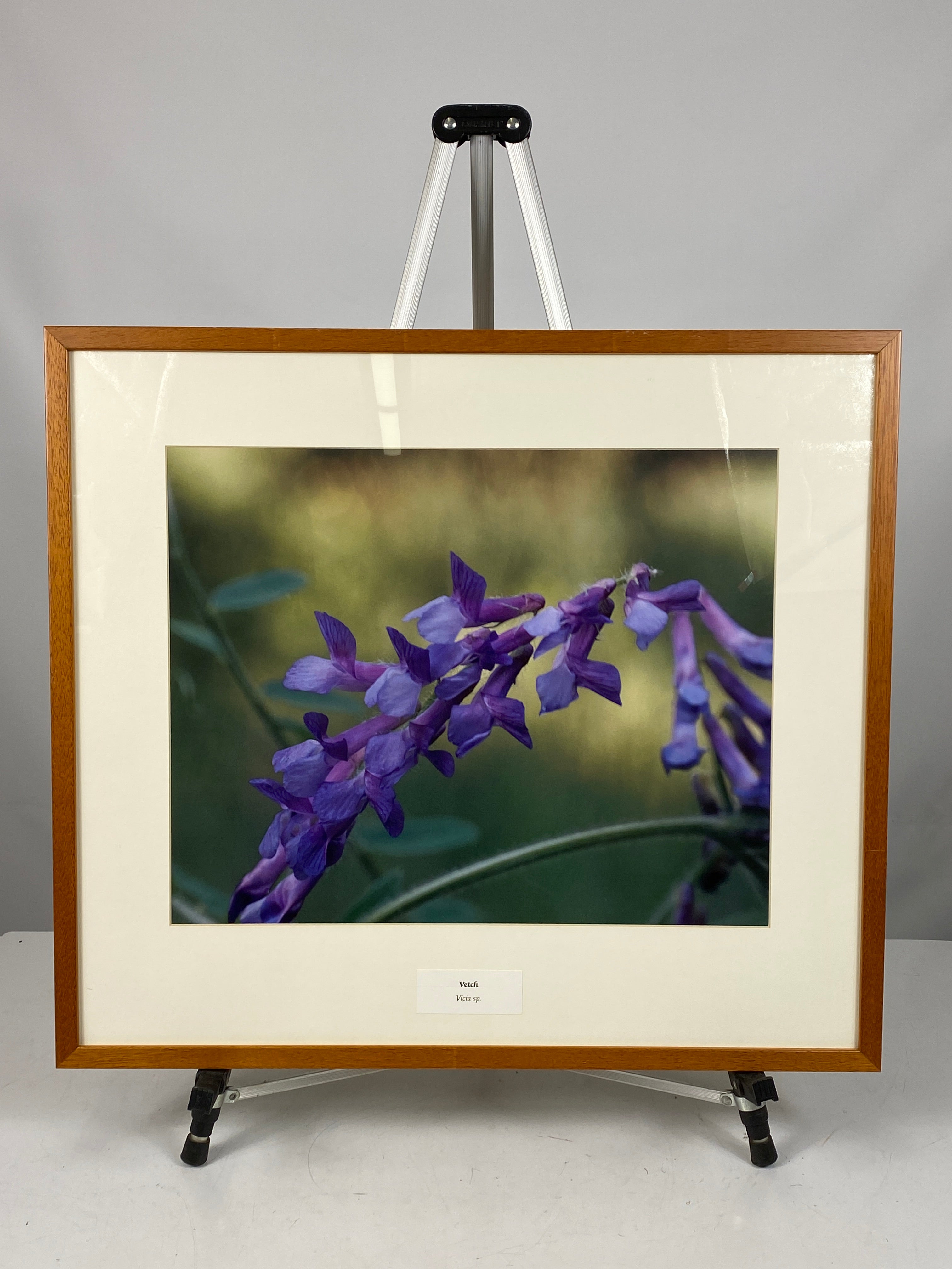 Framed "Vetch" Photograph 27x24