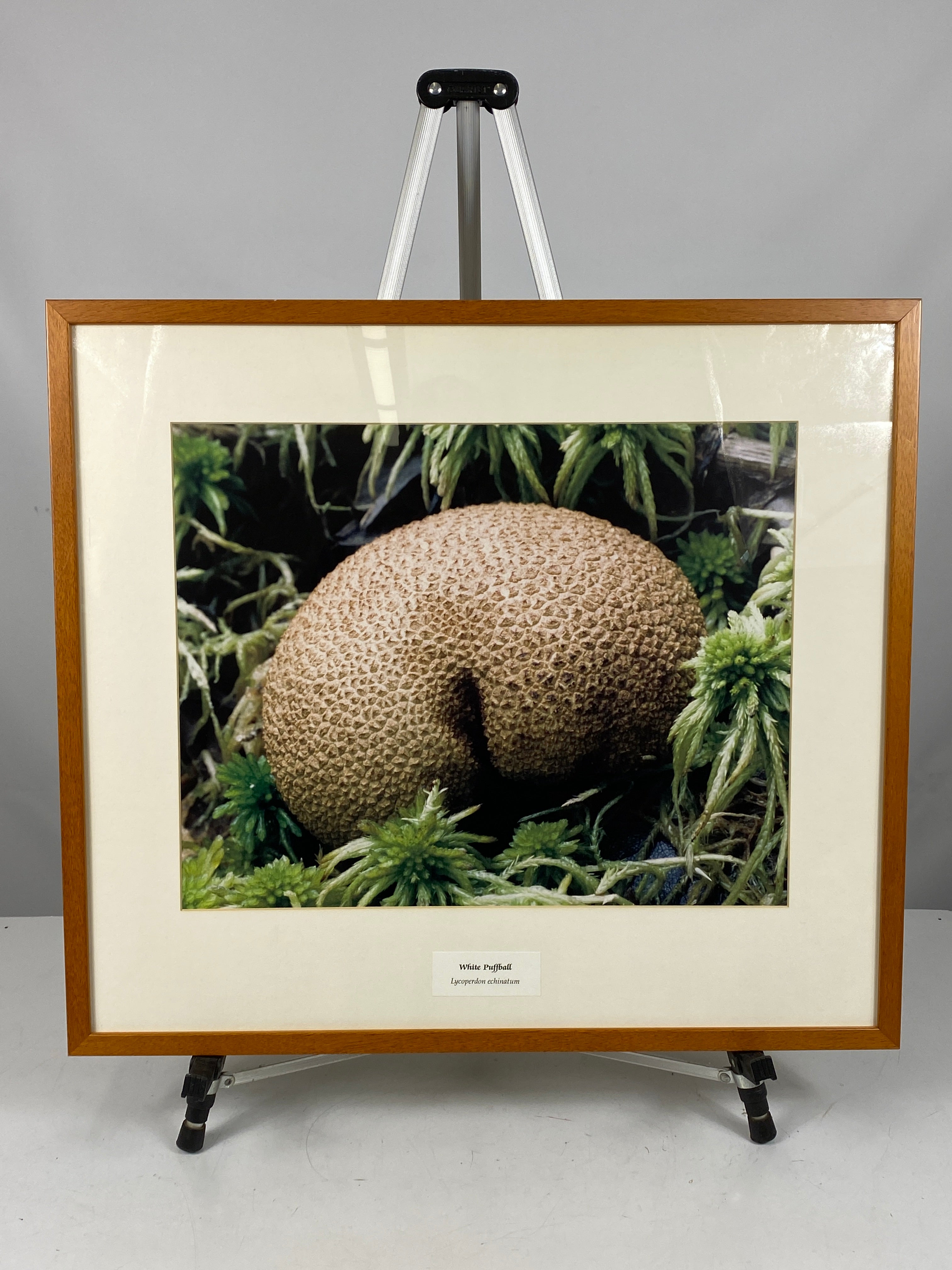 Framed "White Puffball" Photograph 27x24