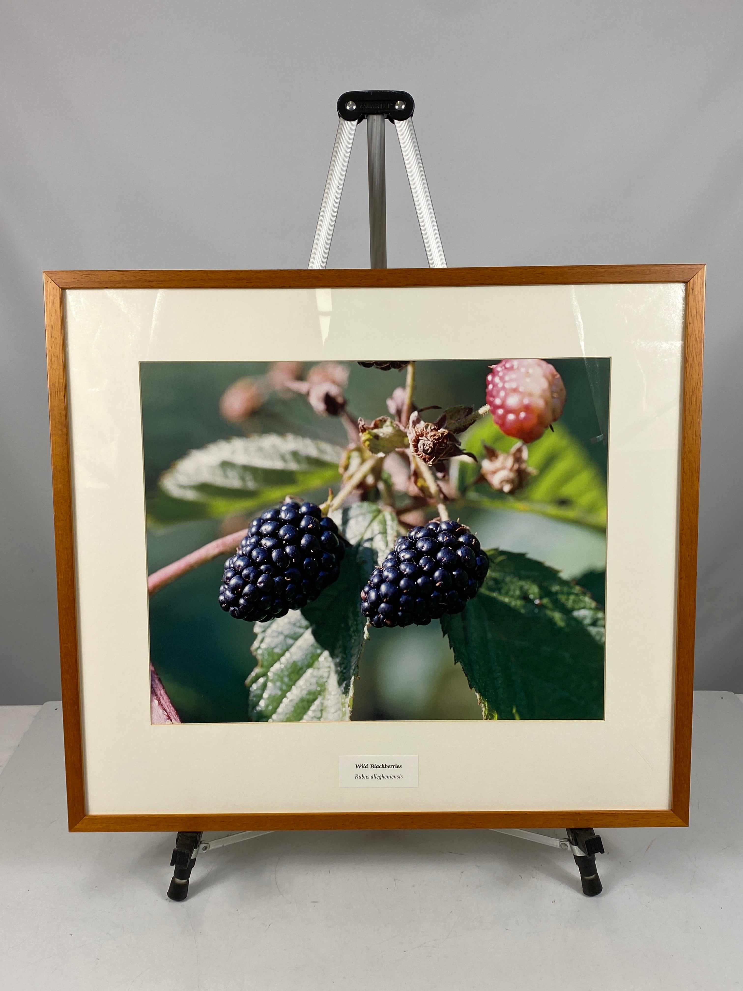 Framed "Wild Blackberries" Photograph 27x24