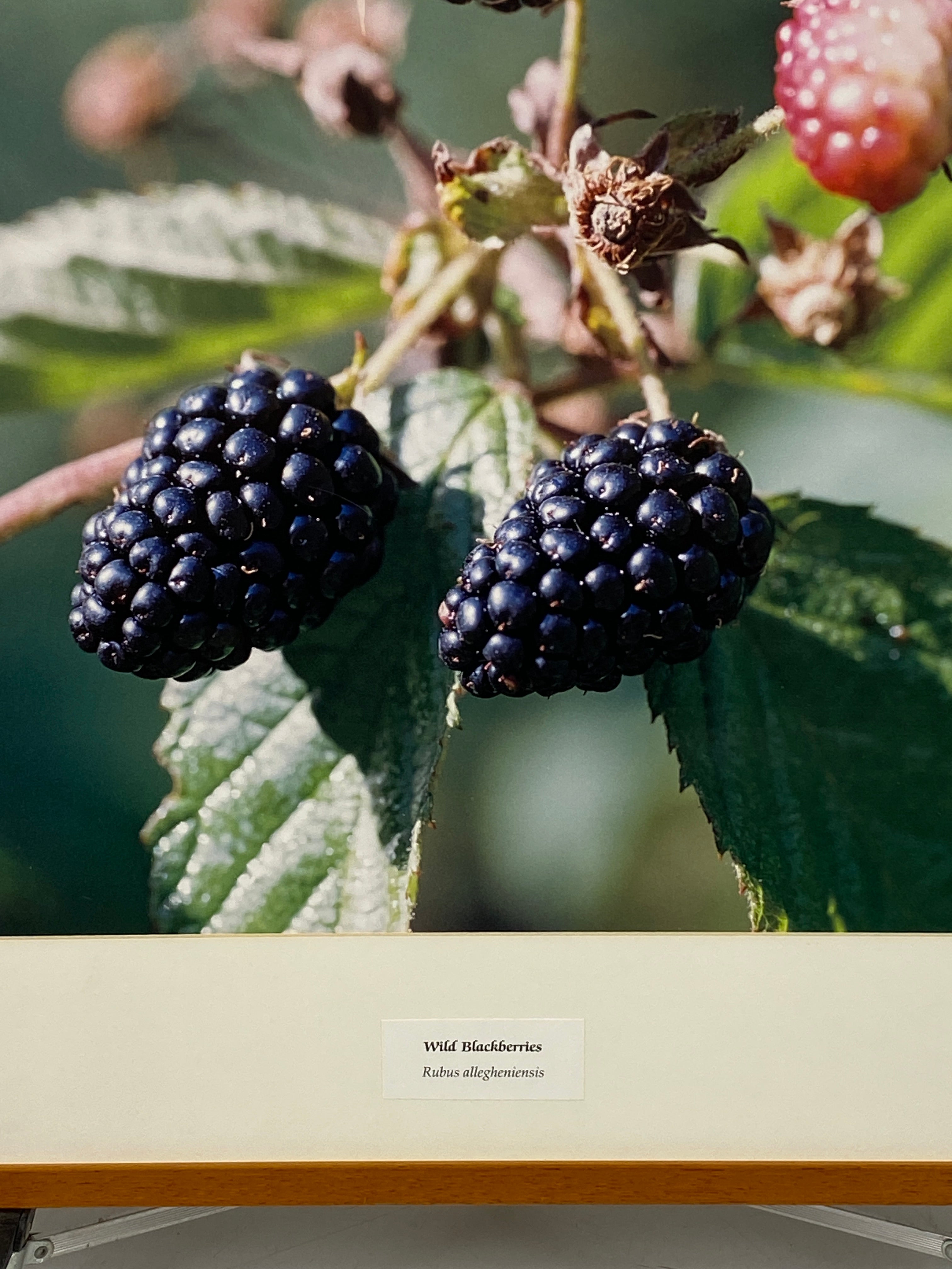 Framed "Wild Blackberries" Photograph 27x24