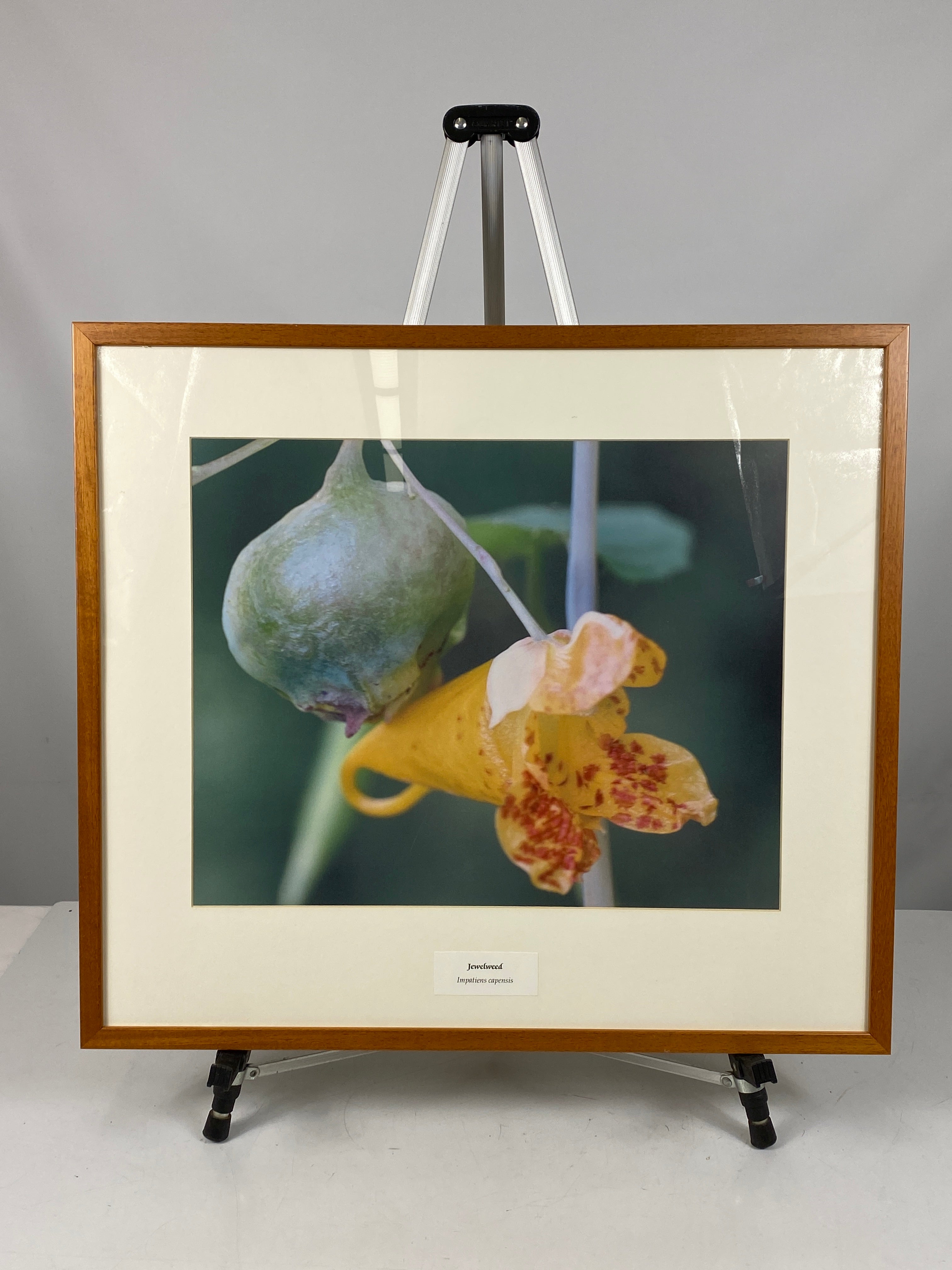 Framed "Jewelweed" Photograph 27x24