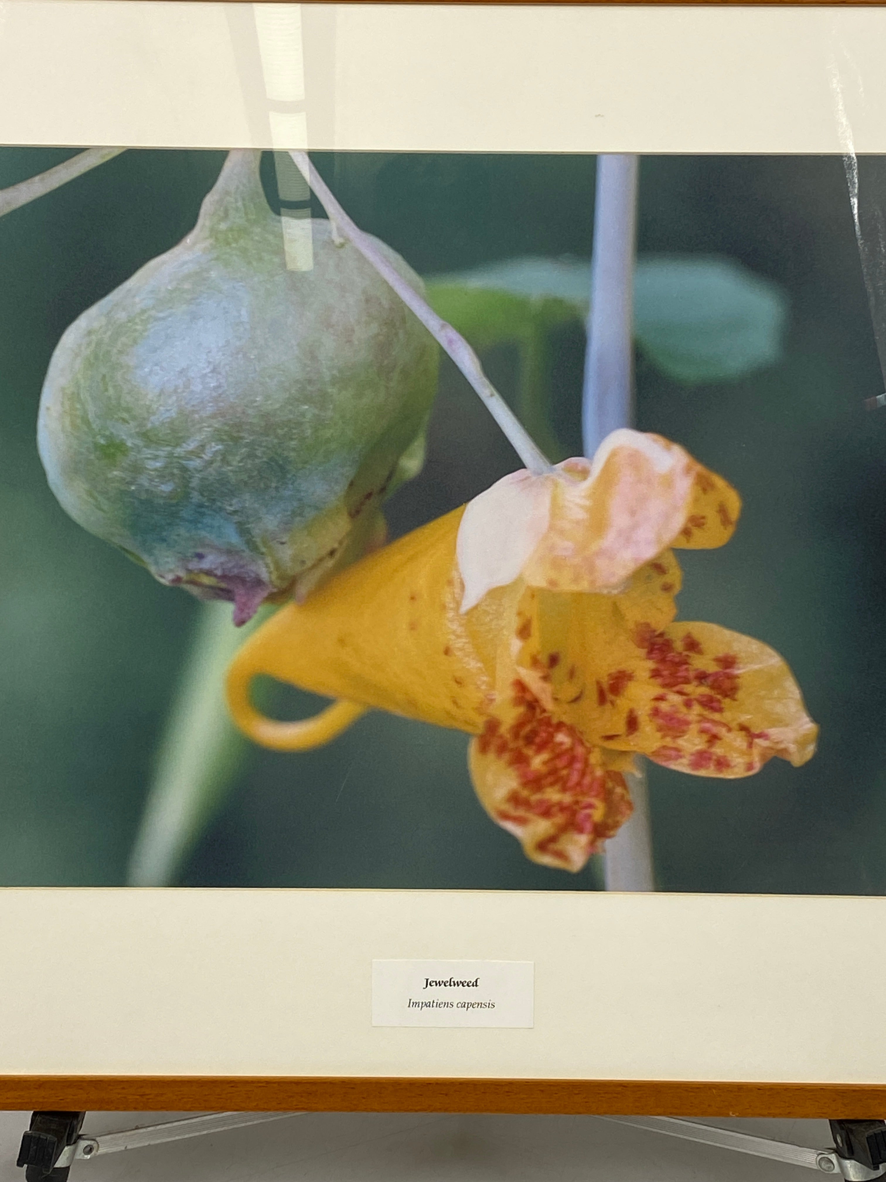 Framed "Jewelweed" Photograph 27x24