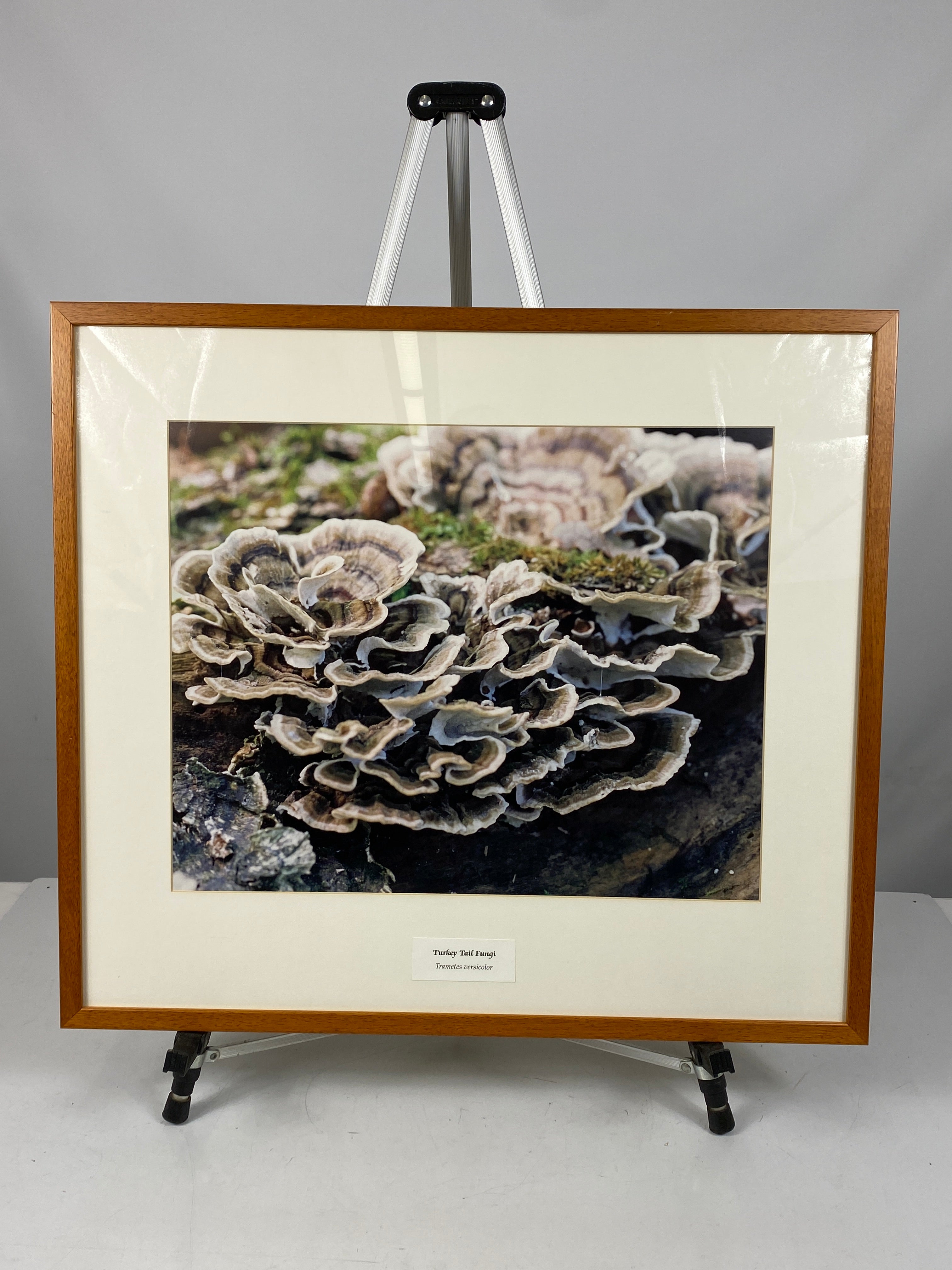 Framed "Turkey Tail Fungi" Photograph 27x24