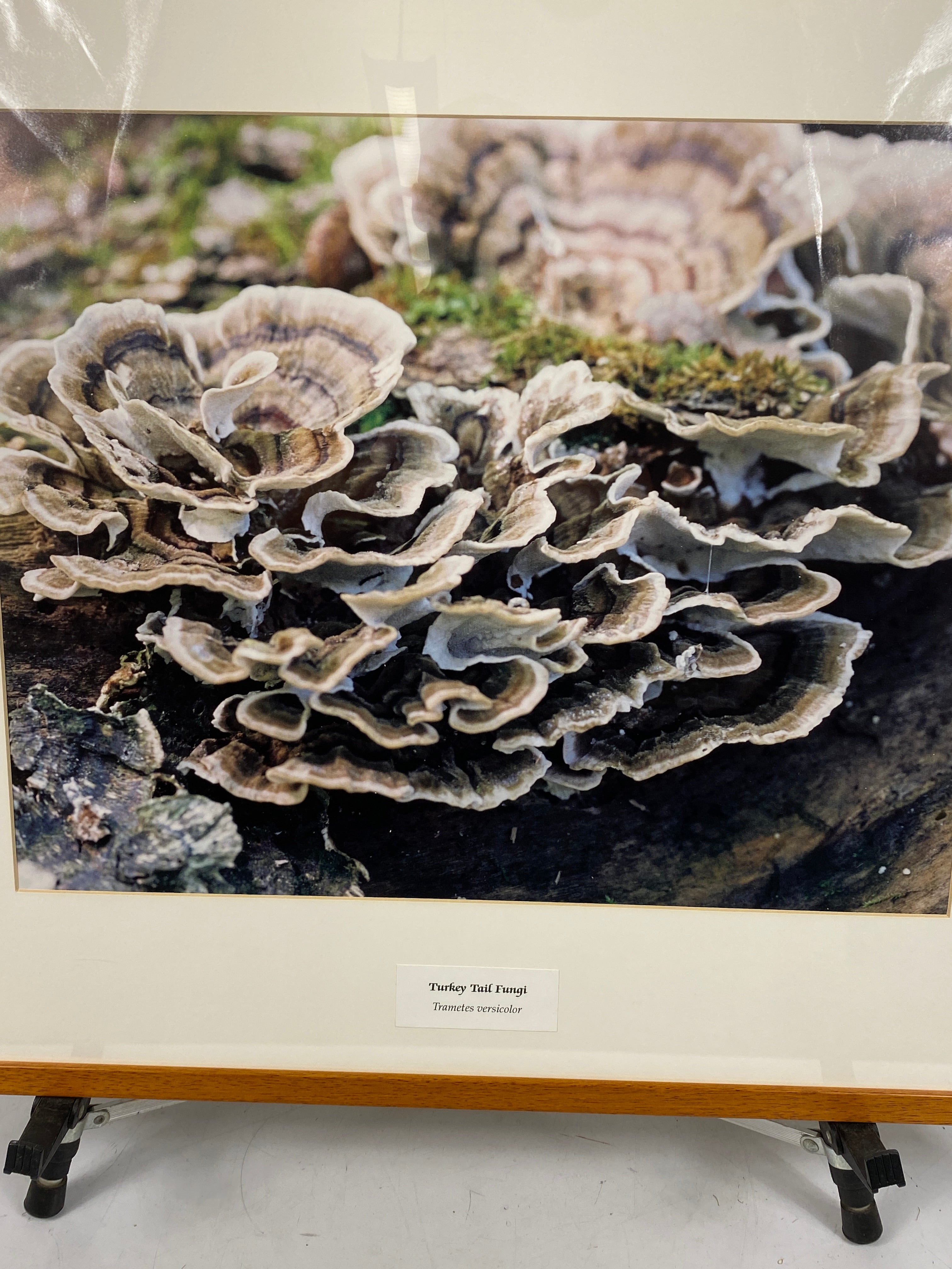 Framed "Turkey Tail Fungi" Photograph 27x24