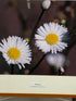 Framed "Wild Daisy" Photograph 27x24