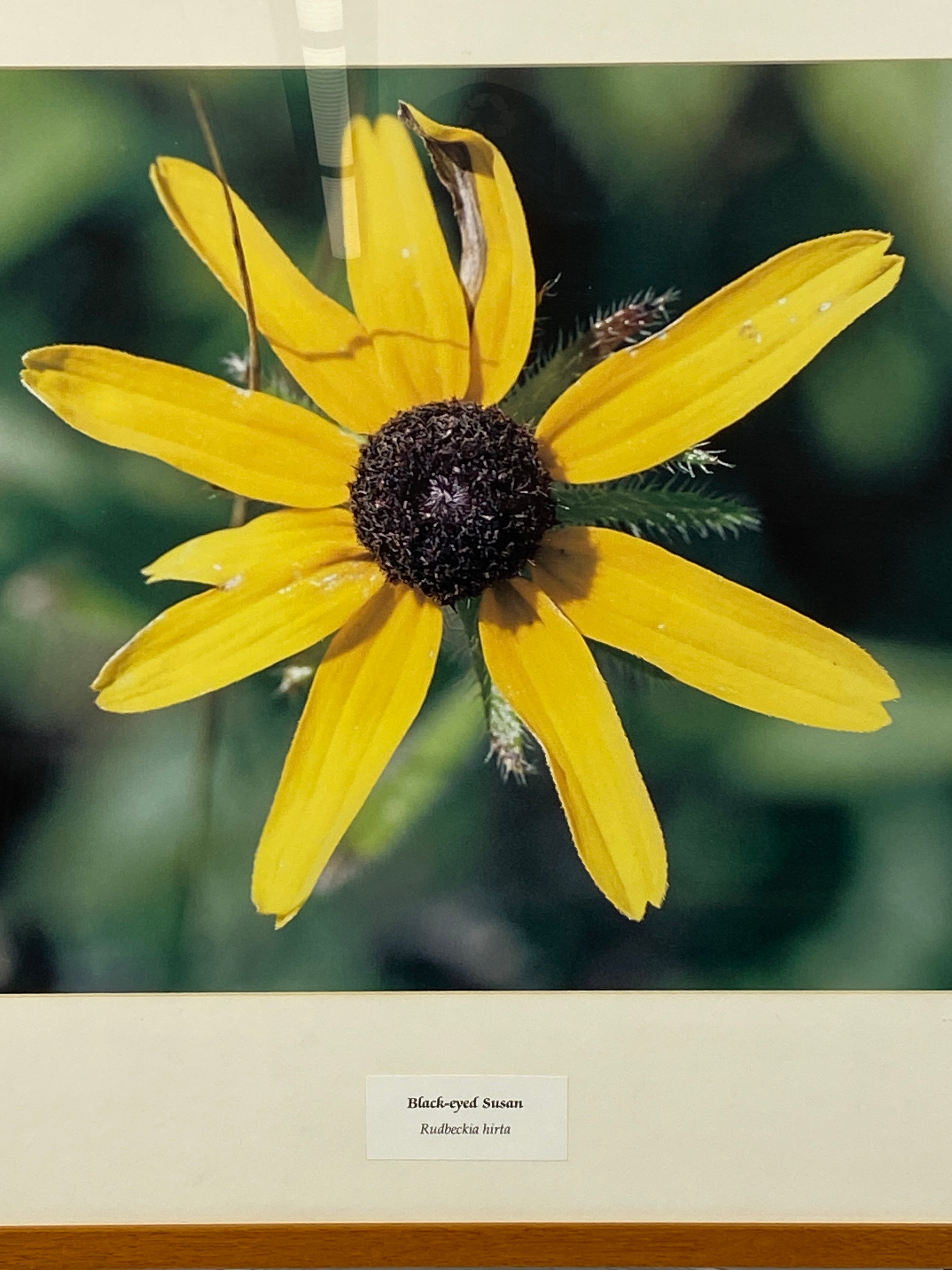 Framed "Black-Eyed Susan" Photograph 27x24 *Cracked Frame*