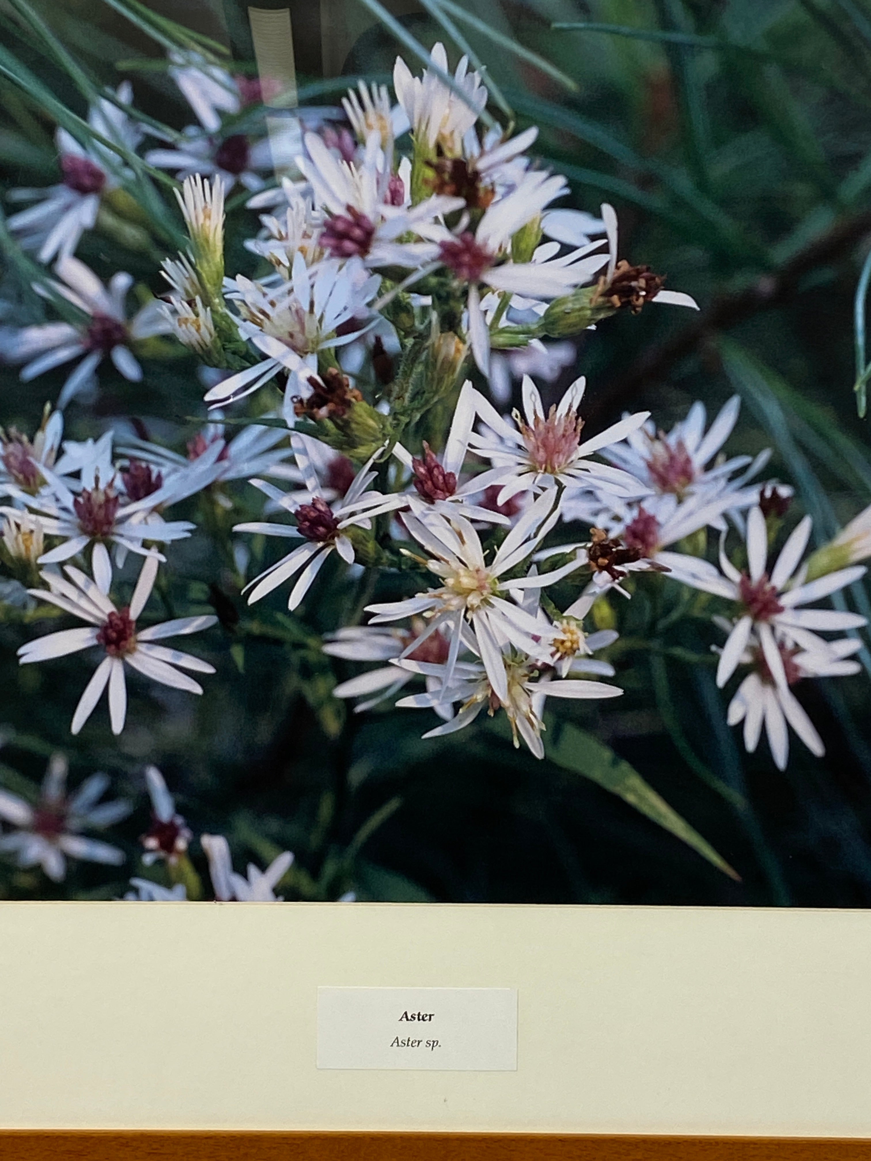 Framed "Aster" Photograph 27x24