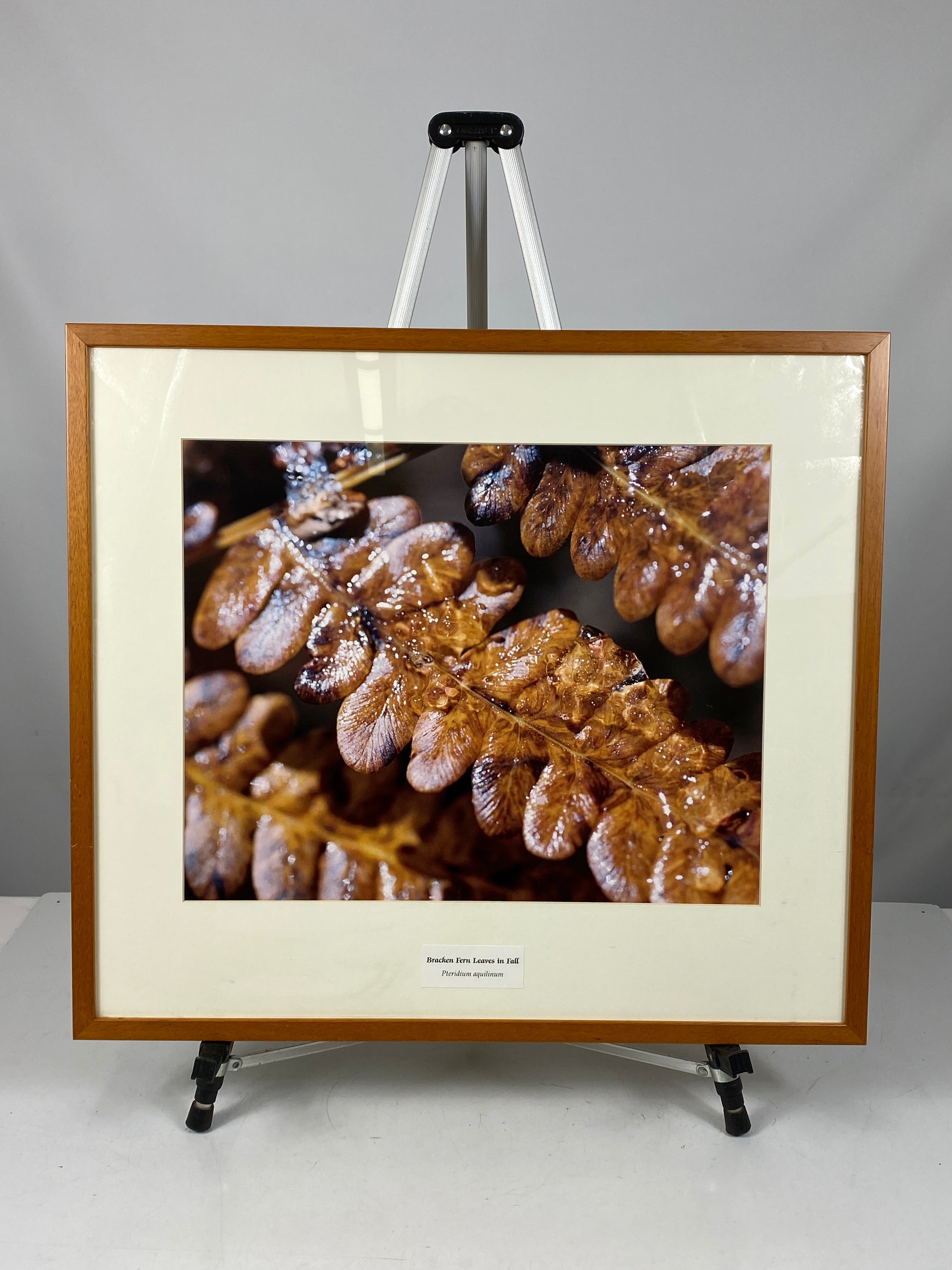 Framed "Bracken Fern Leaves in Fall" Photograph 27x24