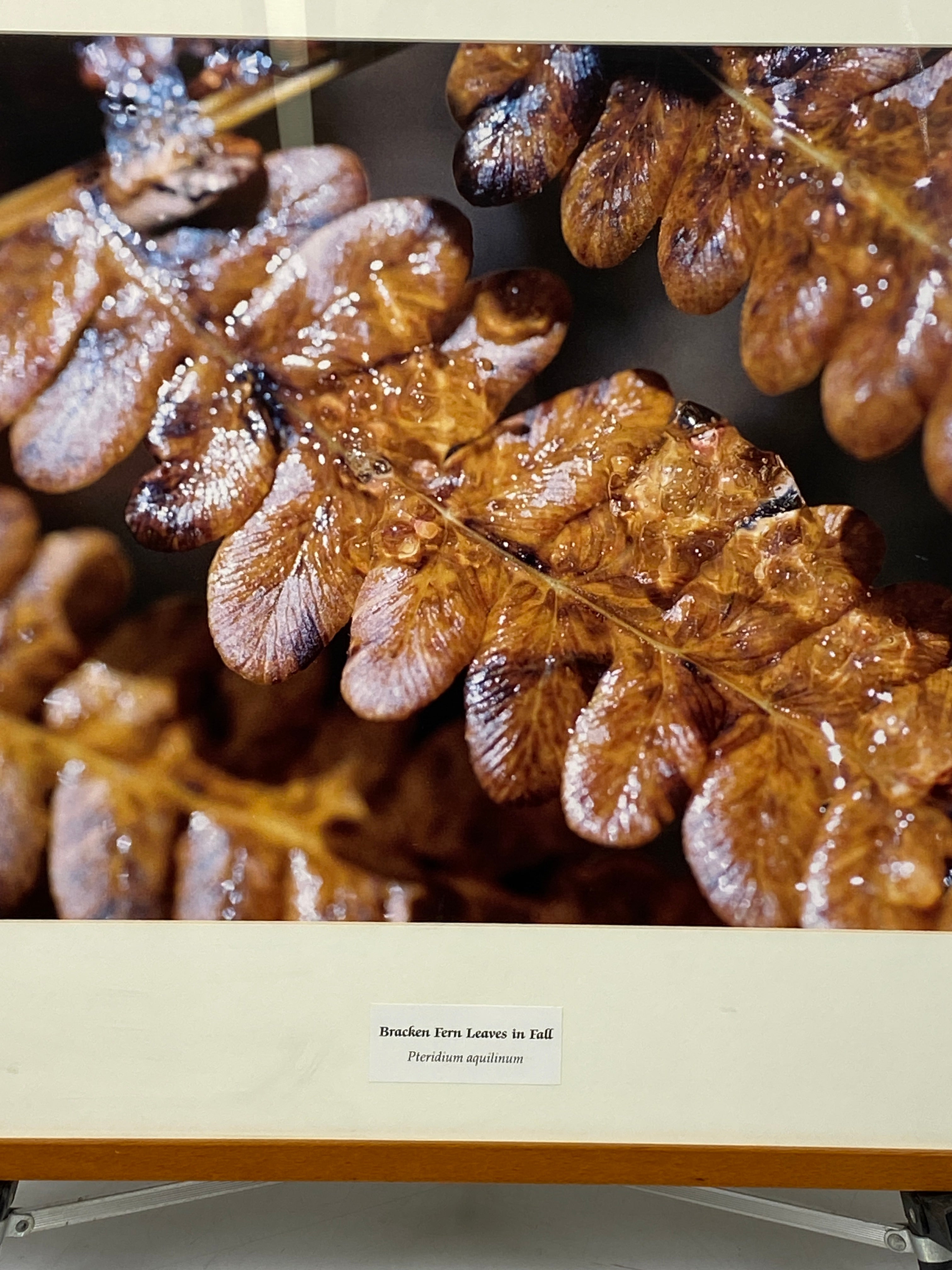 Framed "Bracken Fern Leaves in Fall" Photograph 27x24