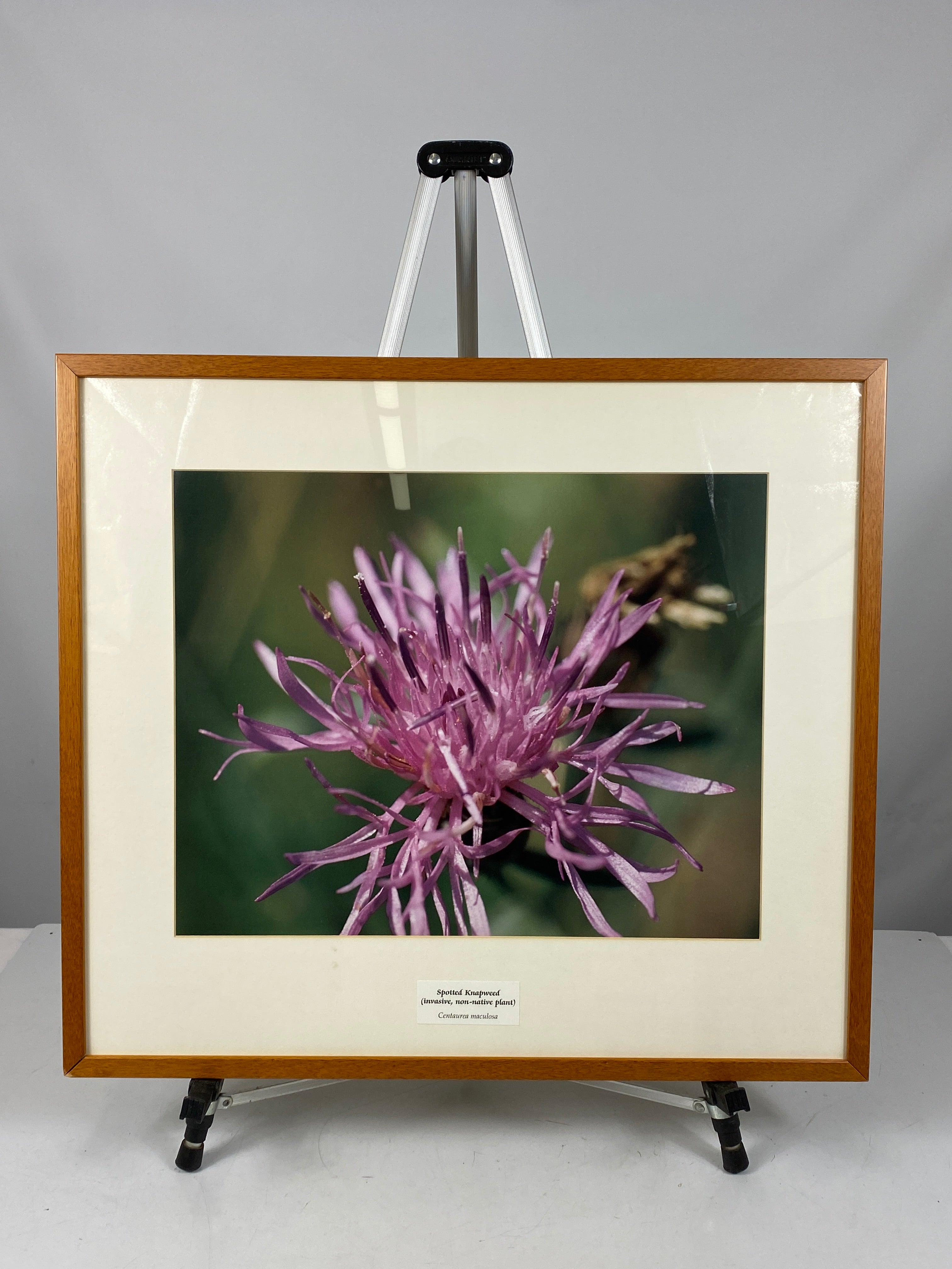 Framed "Spotted Knapweed" Photograph 27x24