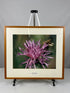 Framed "Spotted Knapweed" Photograph 27x24