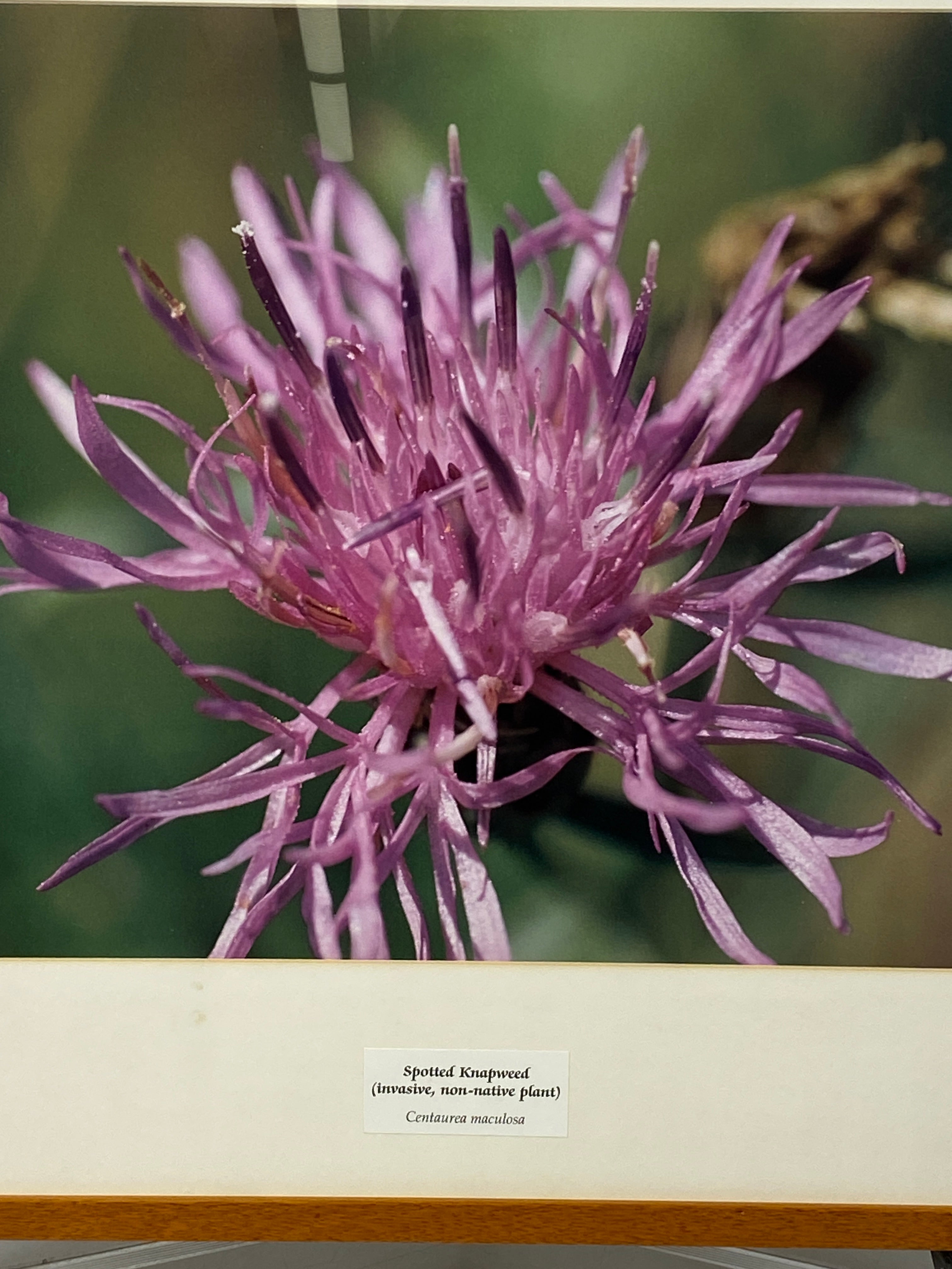 Framed "Spotted Knapweed" Photograph 27x24