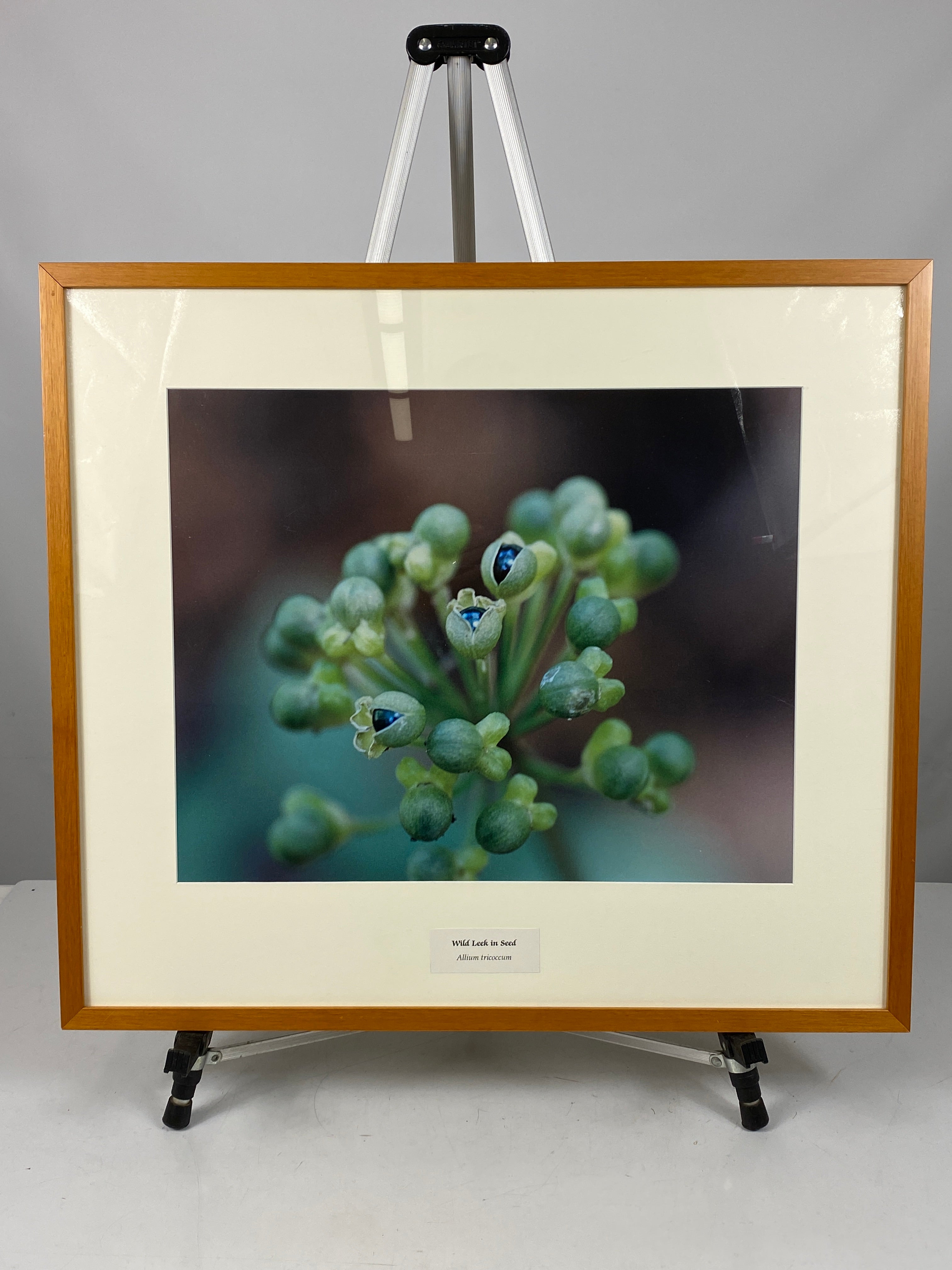 Framed "Wild Leek in Seed" Photograph 27x24 *Cracked Frame*