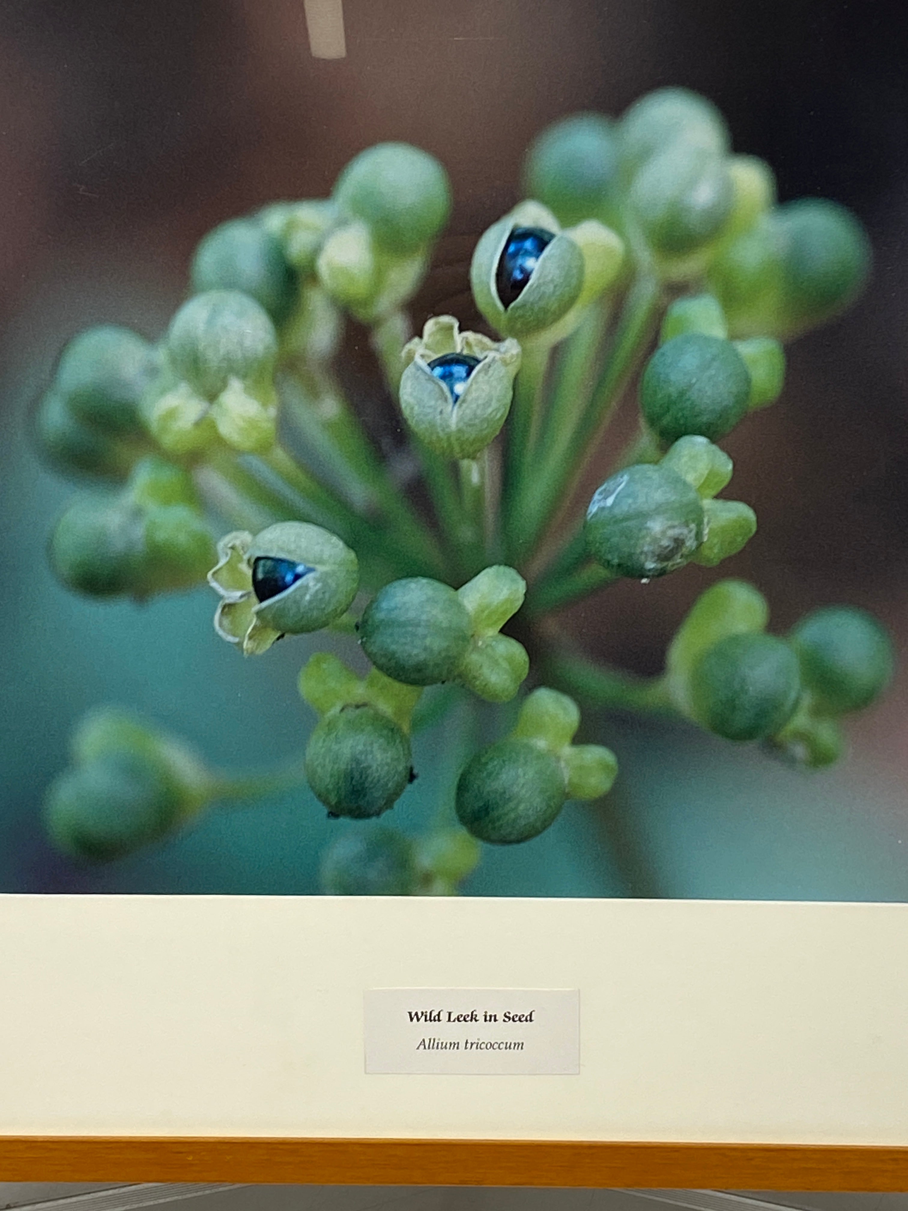 Framed "Wild Leek in Seed" Photograph 27x24 *Cracked Frame*