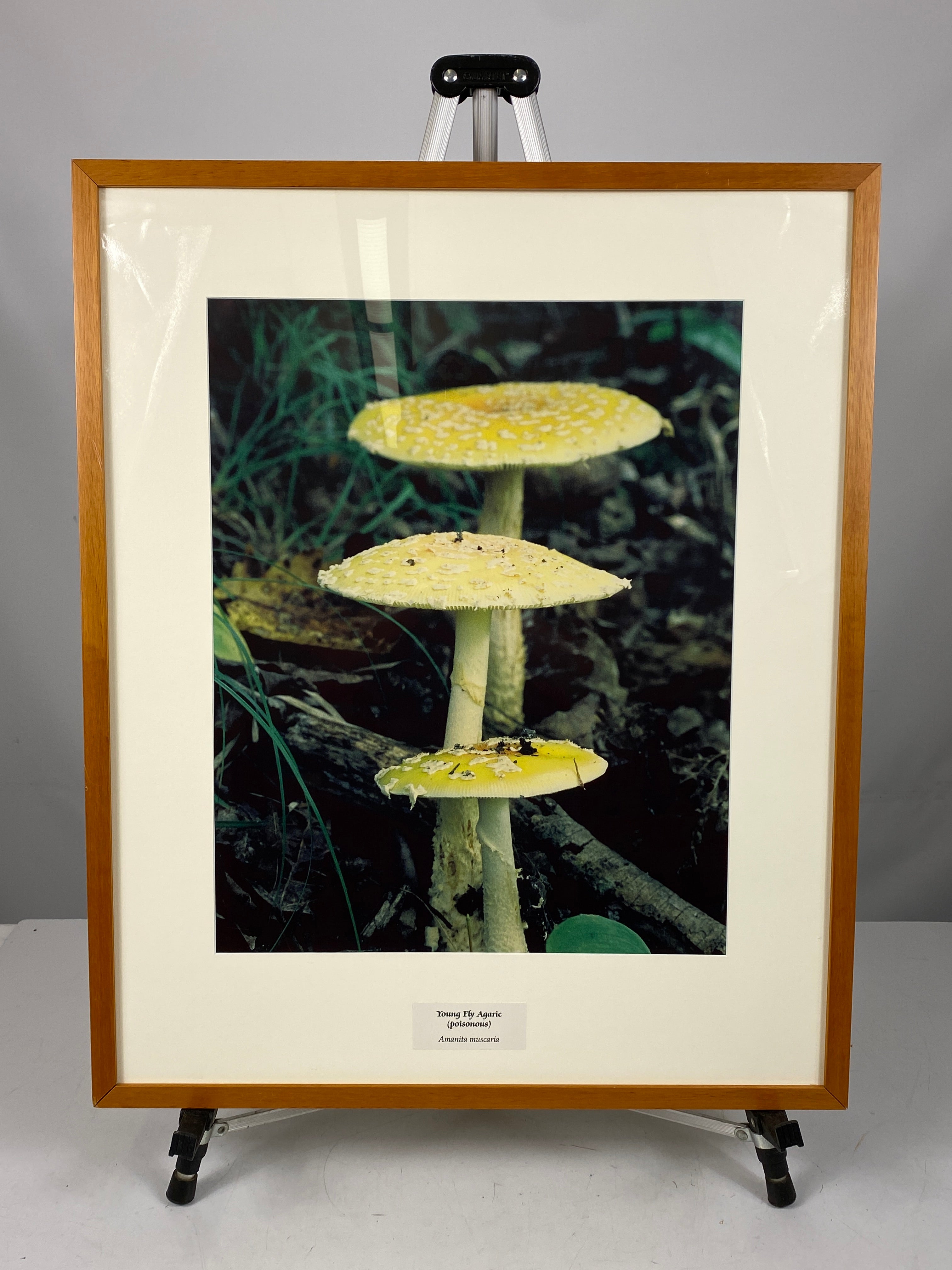 Framed "Young Fly Agaric" Photograph 28x23