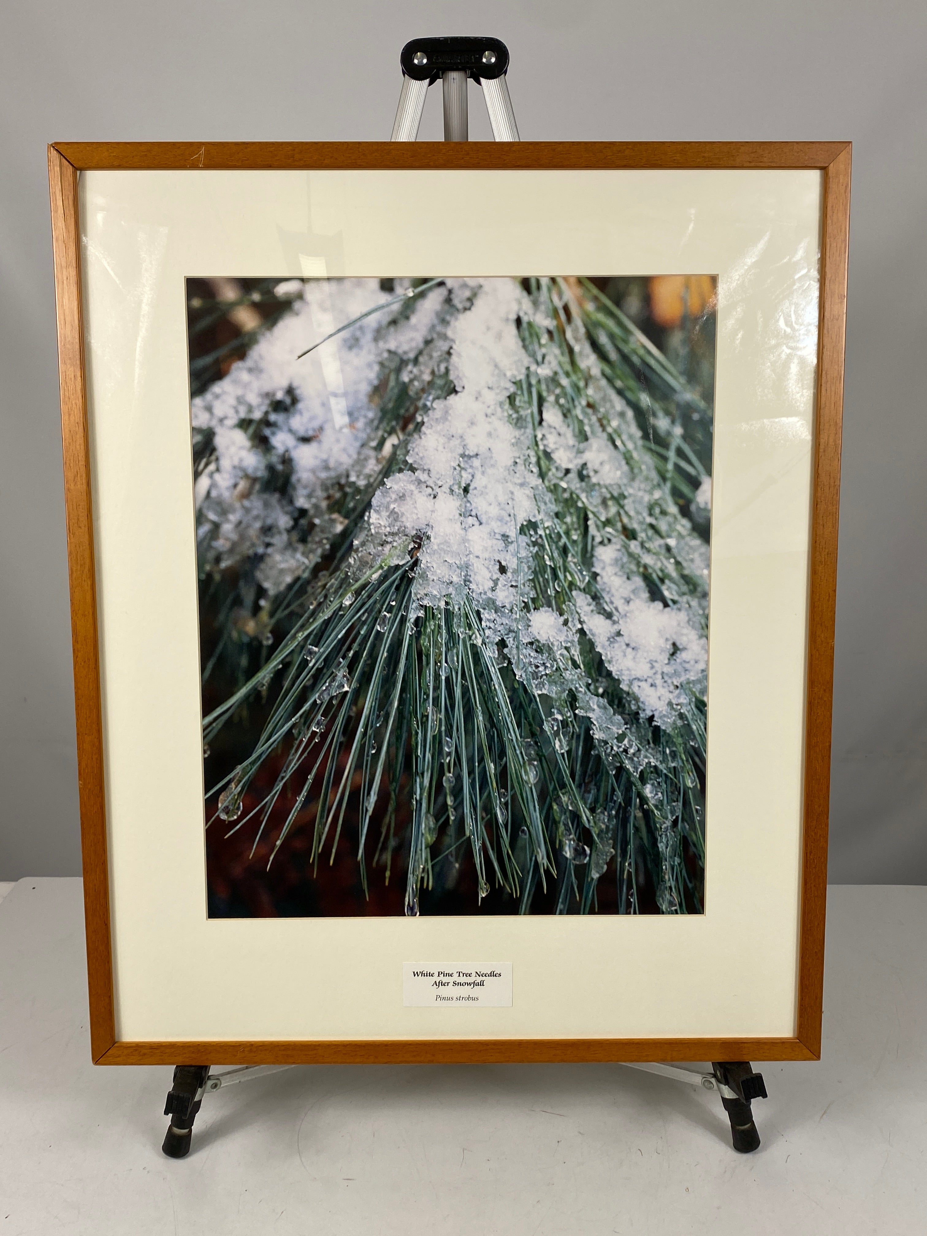 Framed "White Pine Tree Needles After Snowfall" Photograph 28x23 *Cracked Frame*