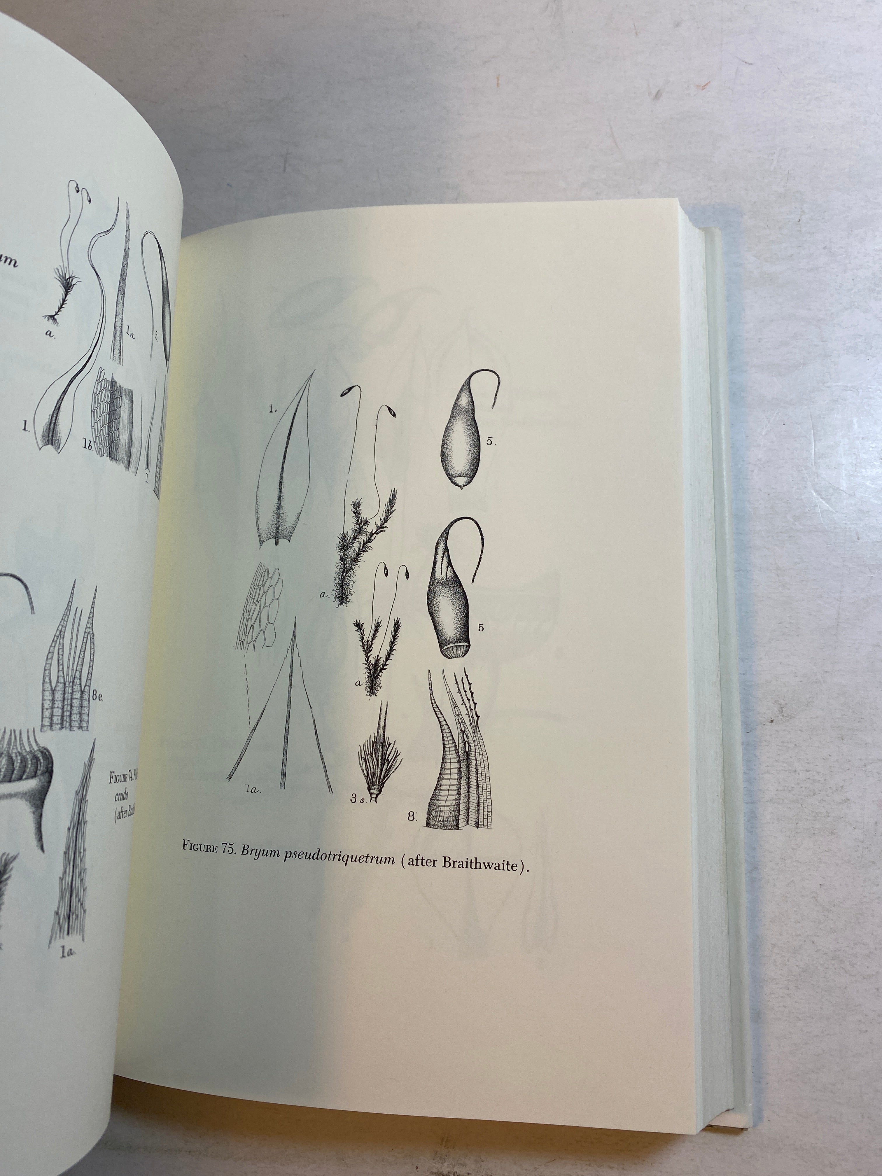 The Mosses of Michigan Henry Darlington HCDJ 1964