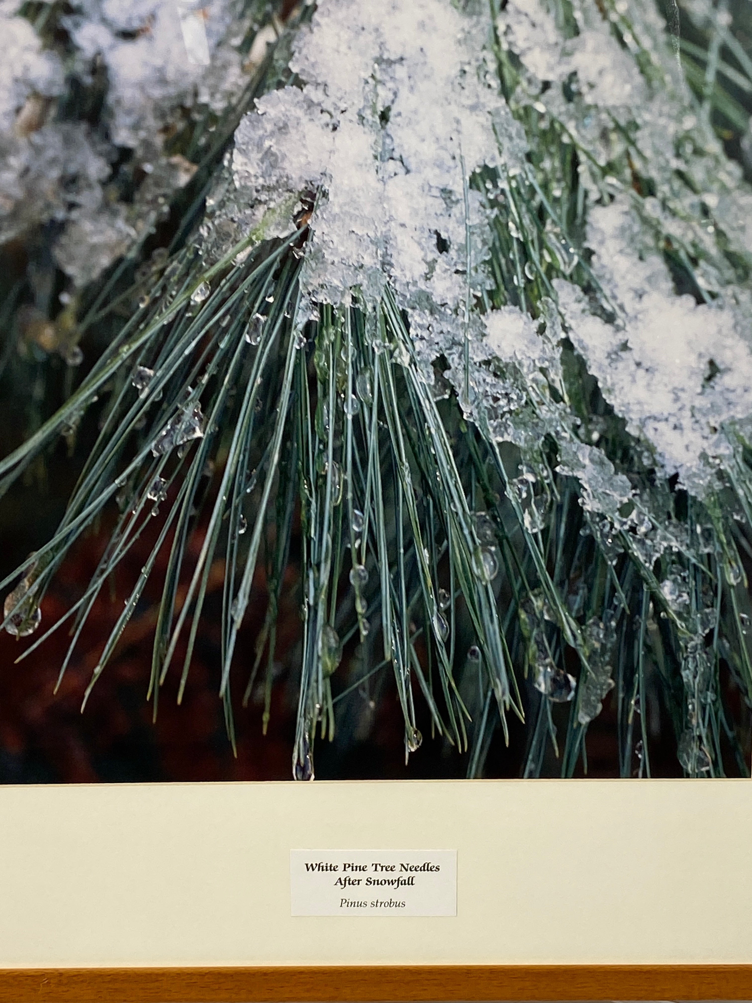 Framed "White Pine Tree Needles After Snowfall" Photograph 28x23 *Cracked Frame*