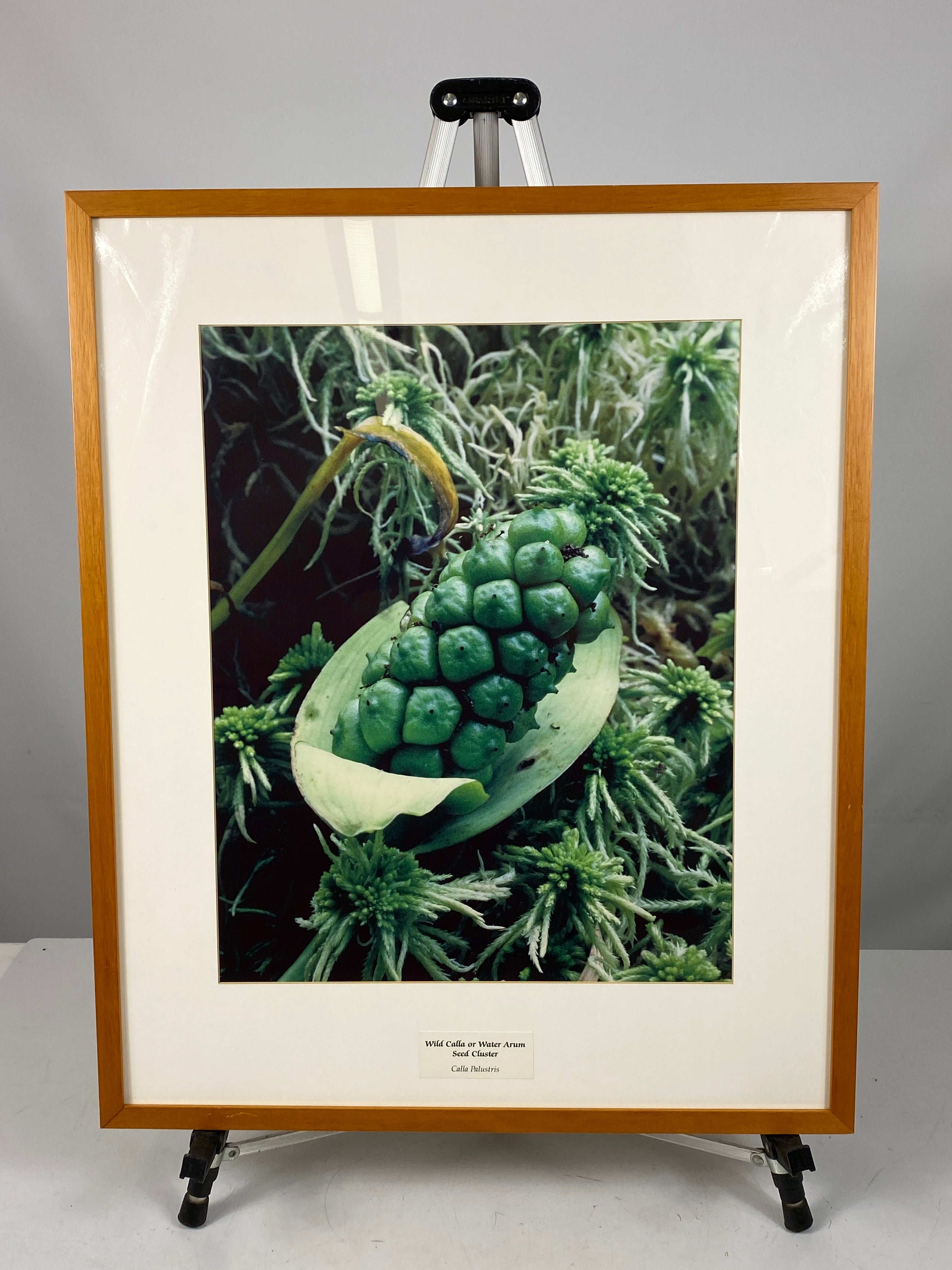 Framed "Wild Calla or Water Arum Seed Cluster" Photograph 28x23