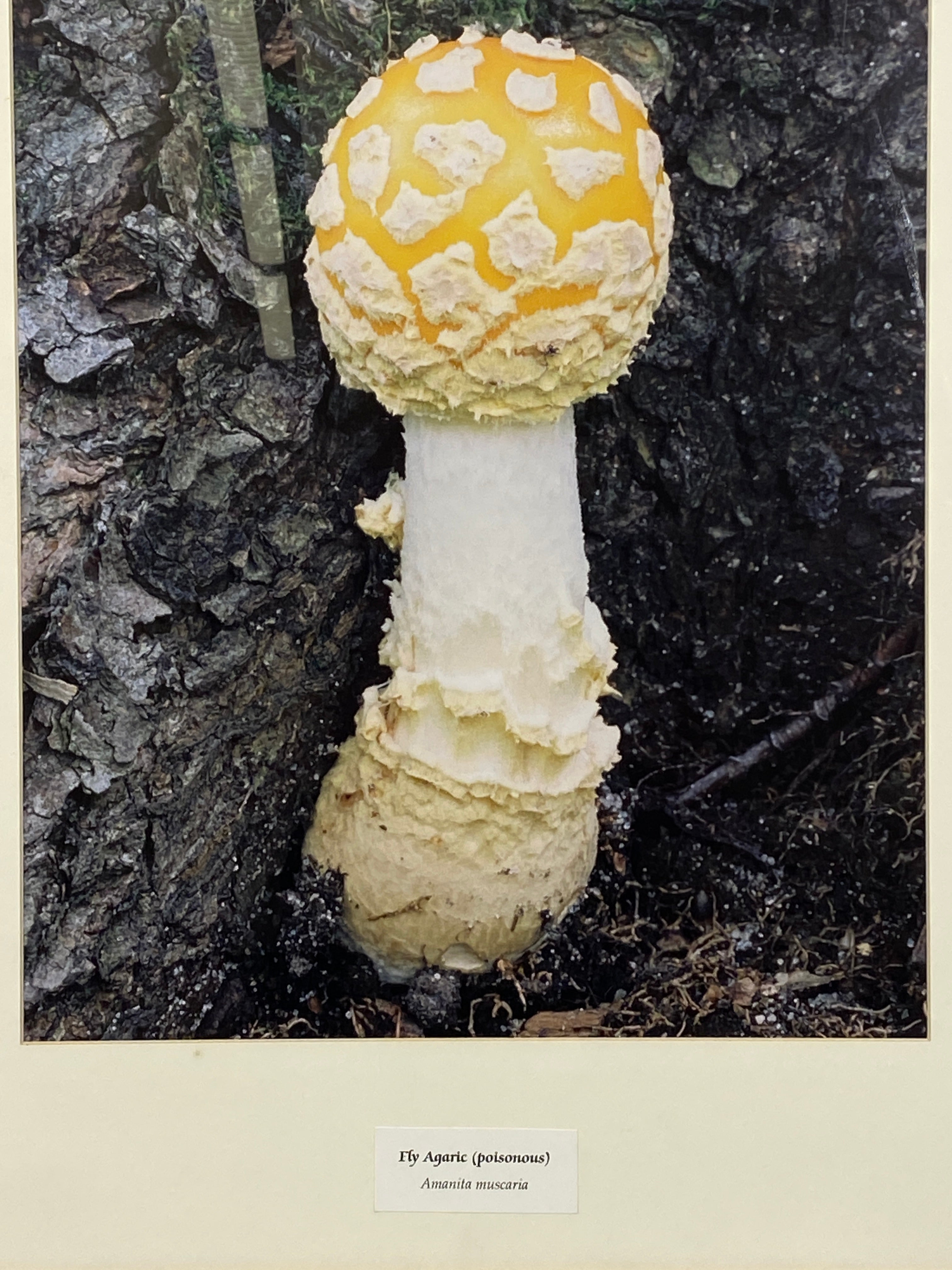 Framed "Fly Agaric" Photograph 28x23