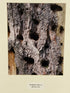 Framed "Woodpecker Holes on Red Pine Tree" Photograph 22x18