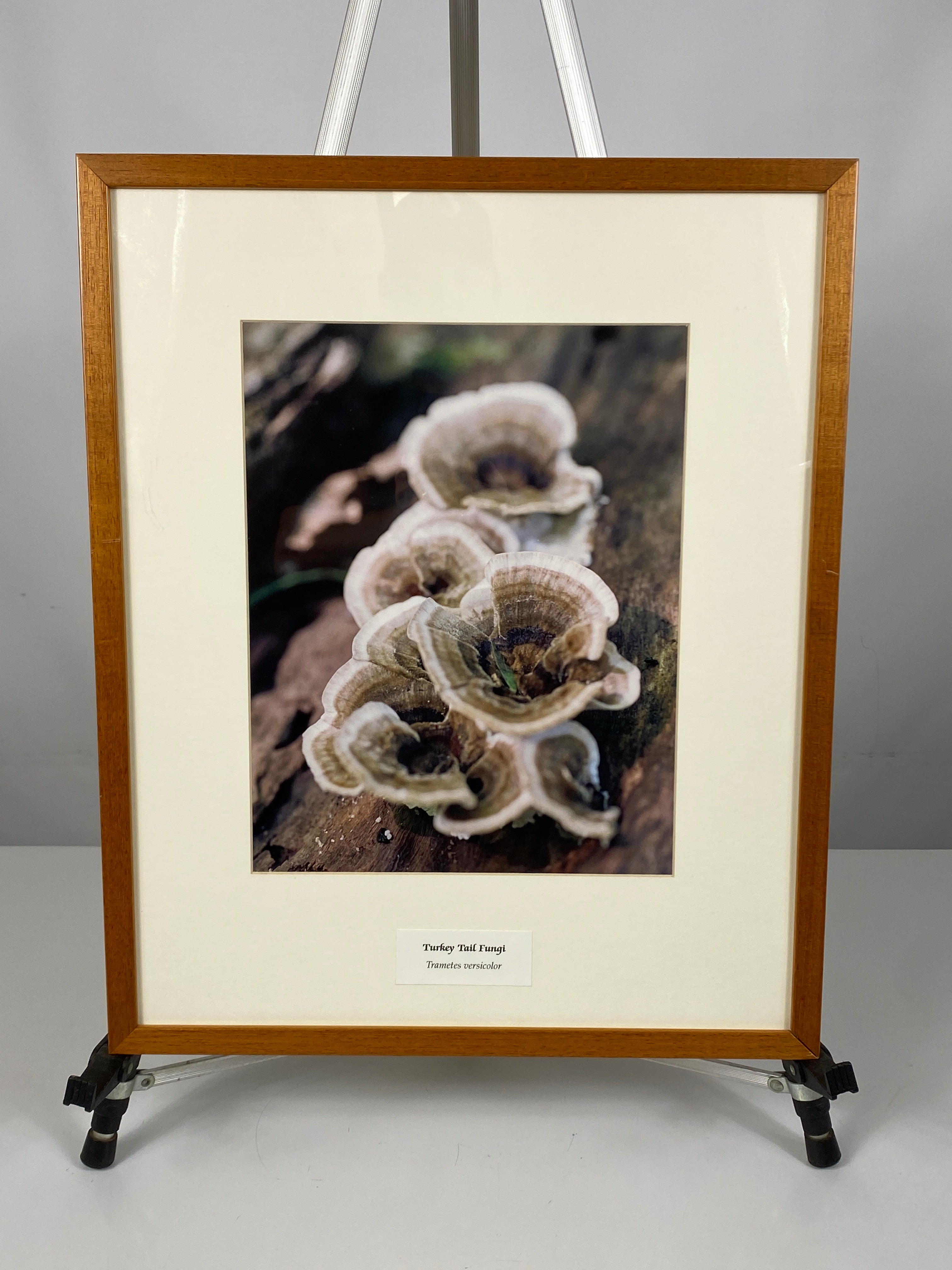 Framed "Turkey Tail Fungi" Photograph 22x18