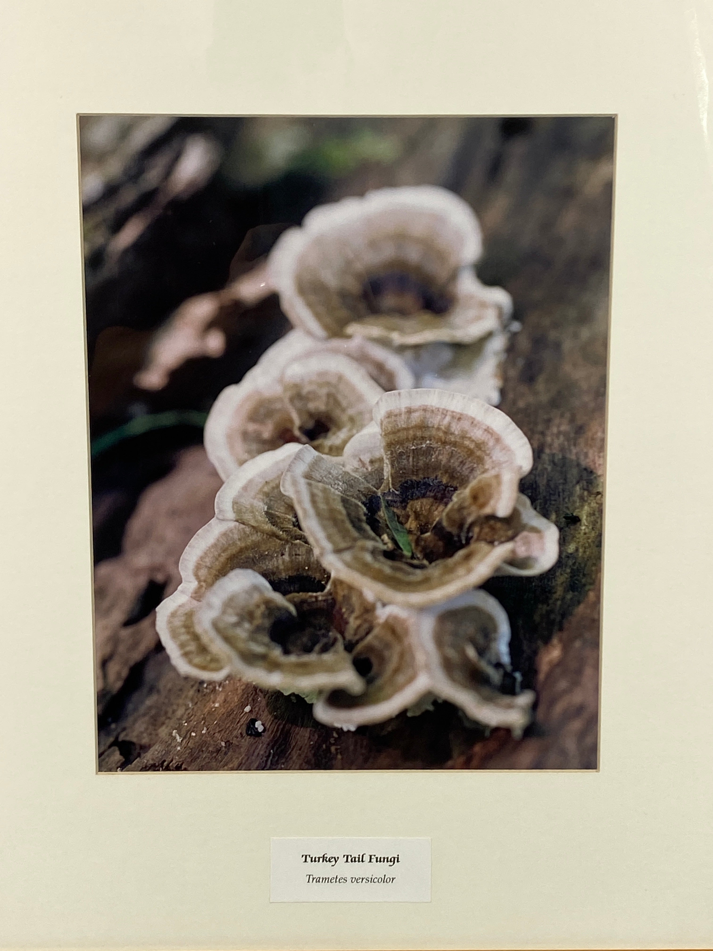 Framed "Turkey Tail Fungi" Photograph 22x18