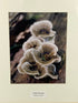 Framed "Turkey Tail Fungi" Photograph 22x18