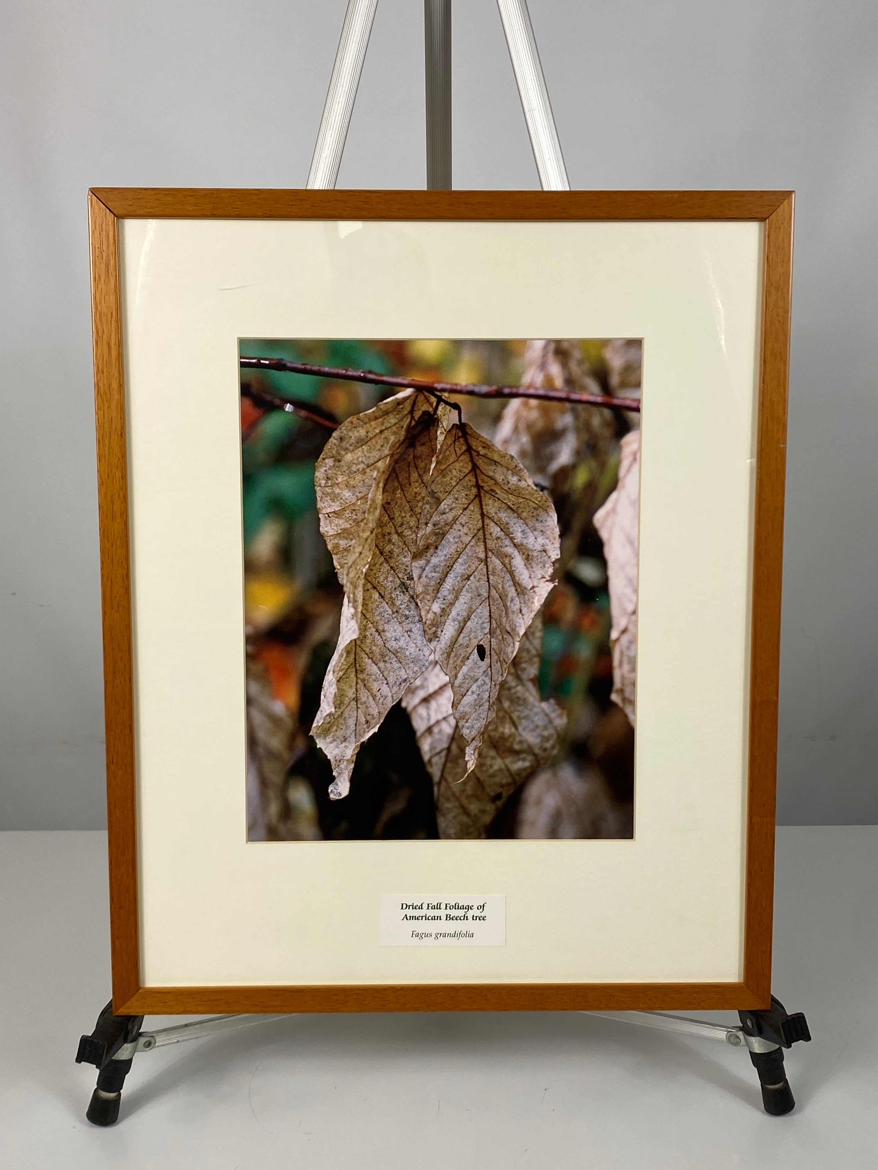 Framed "Dried Fall Foliage of American Beech Tree" Photograph 22x18