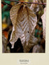 Framed "Dried Fall Foliage of American Beech Tree" Photograph 22x18