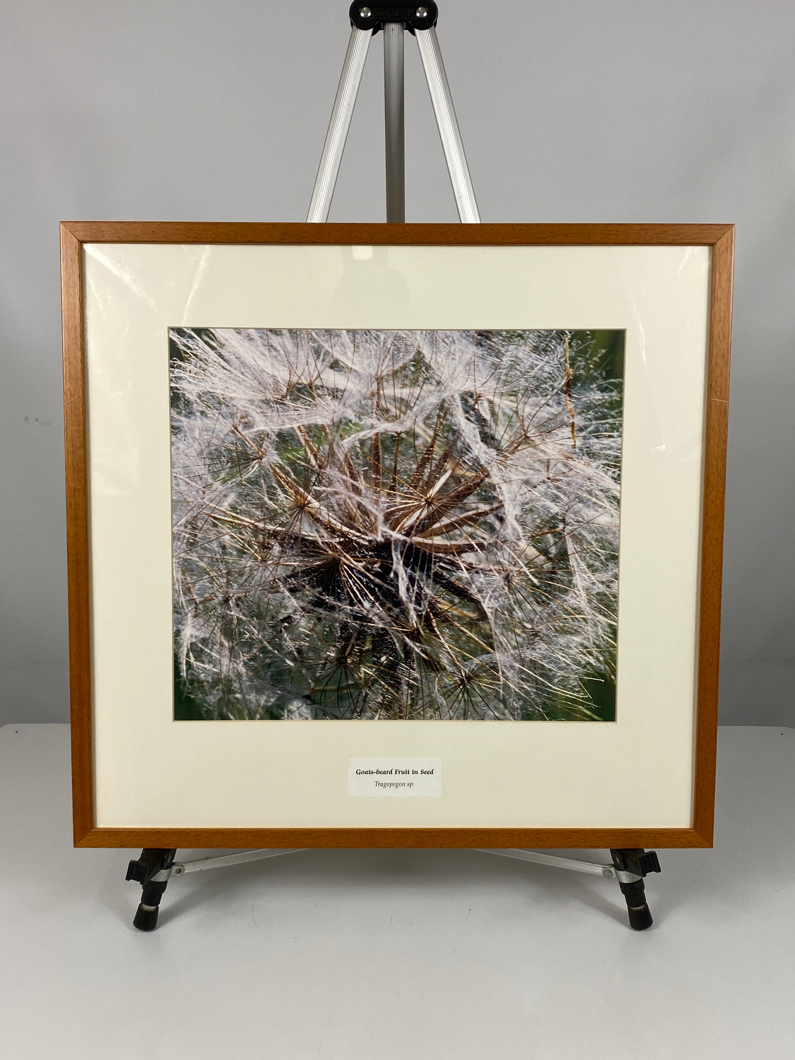 Framed "Goats-beard Fruit in Seed" Photograph 24x23