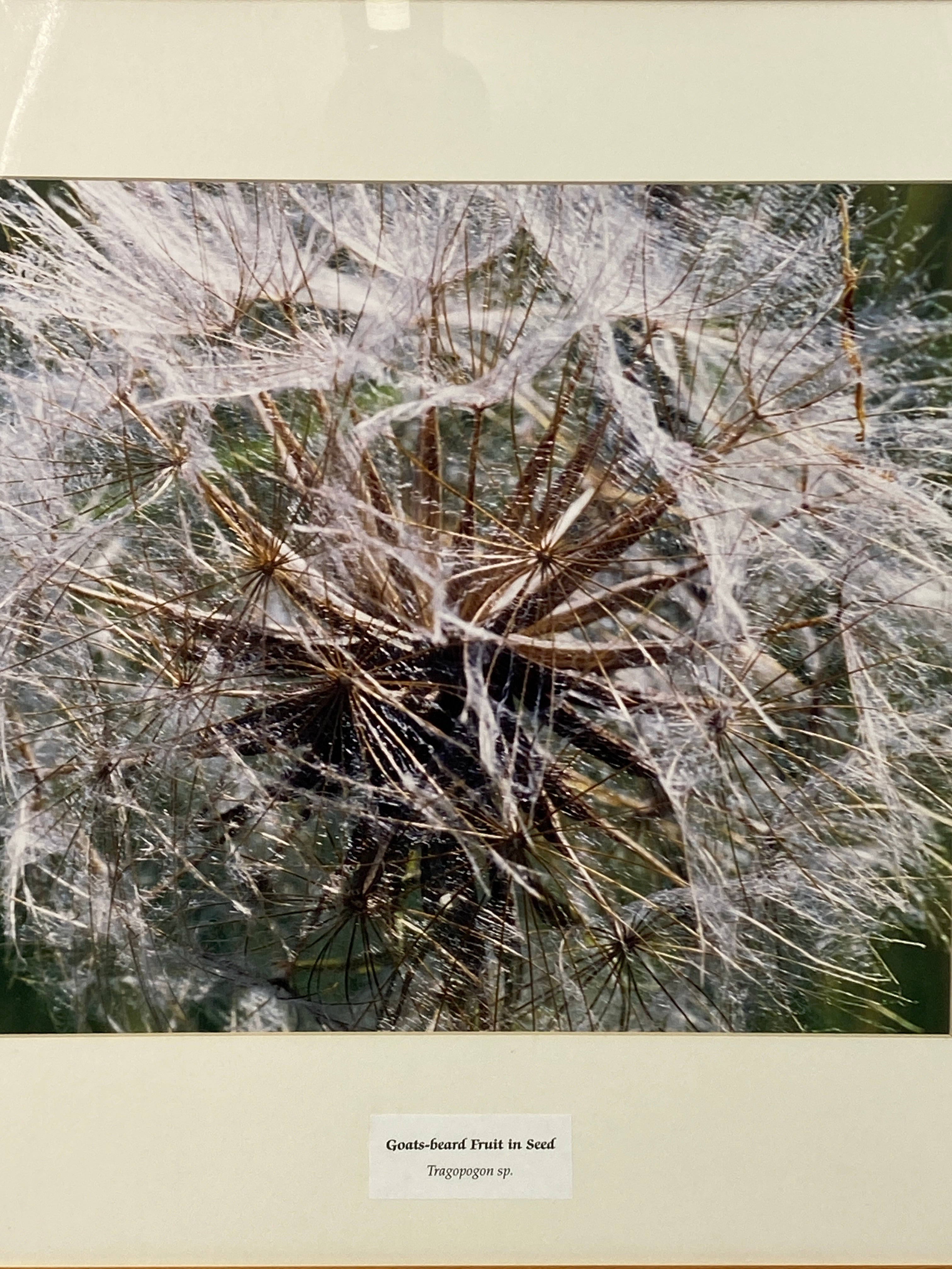 Framed "Goats-beard Fruit in Seed" Photograph 24x23