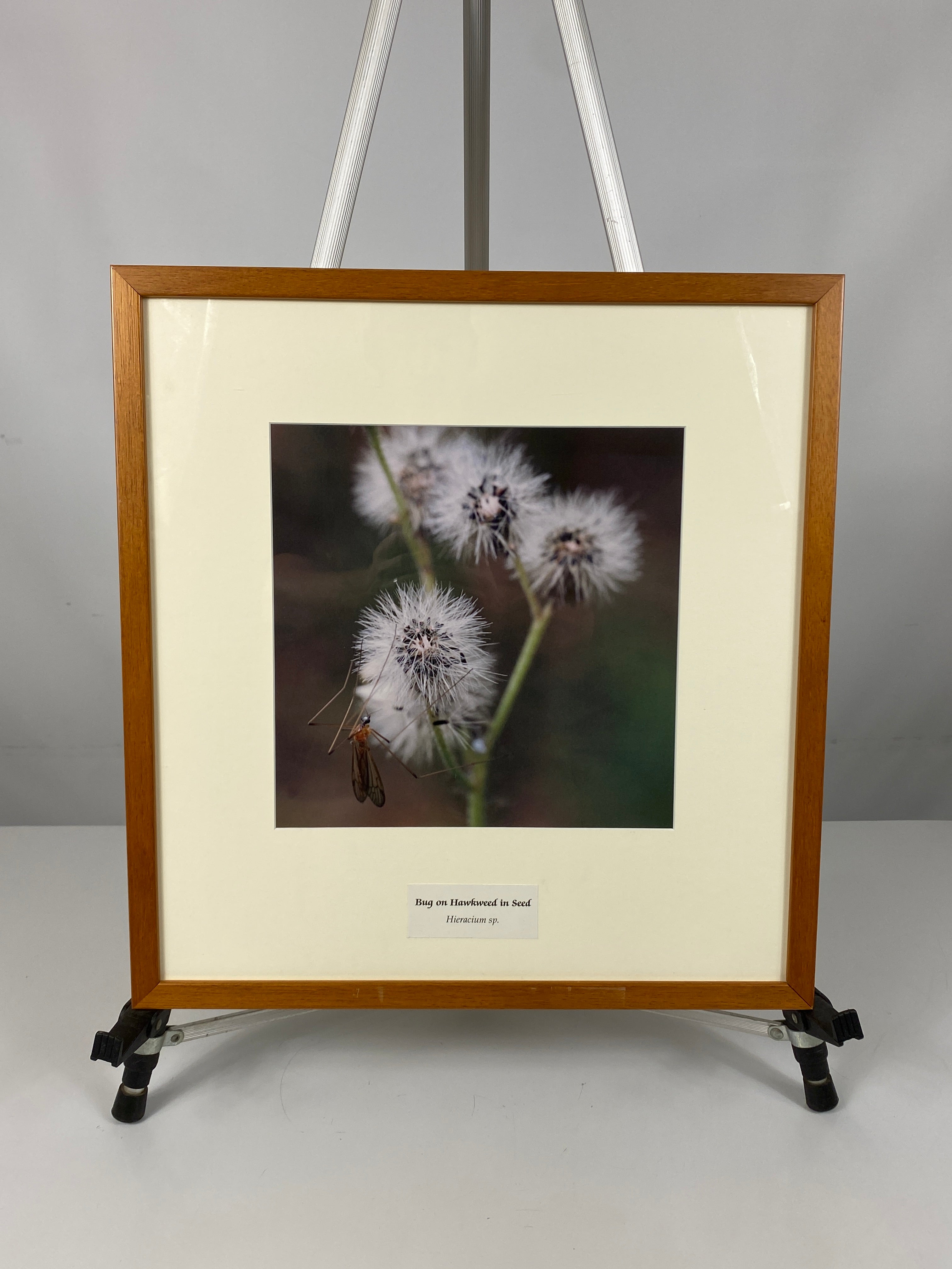 Framed "Bug on Hawkweed in Seed" Photograph 19x18