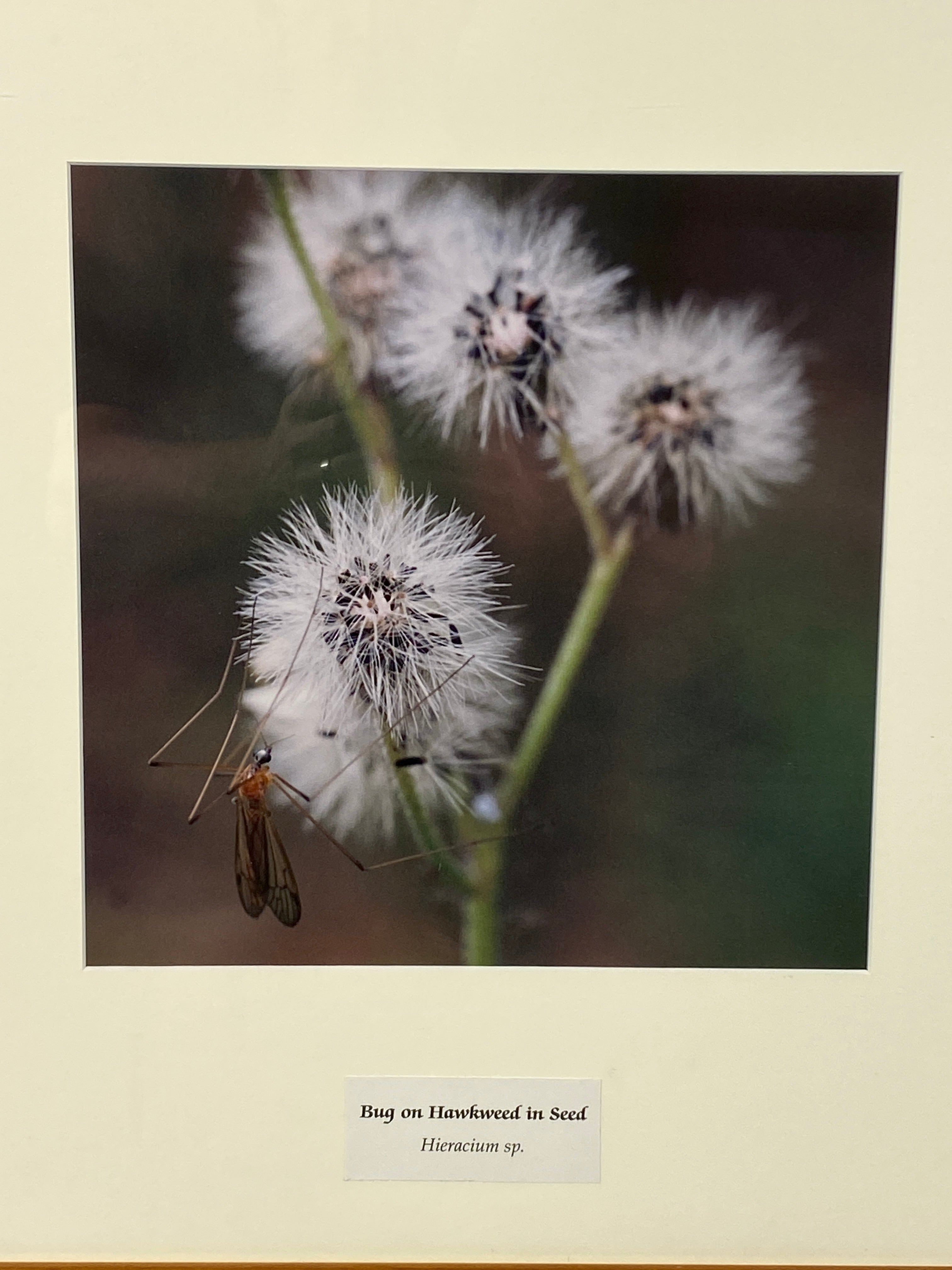 Framed "Bug on Hawkweed in Seed" Photograph 19x18