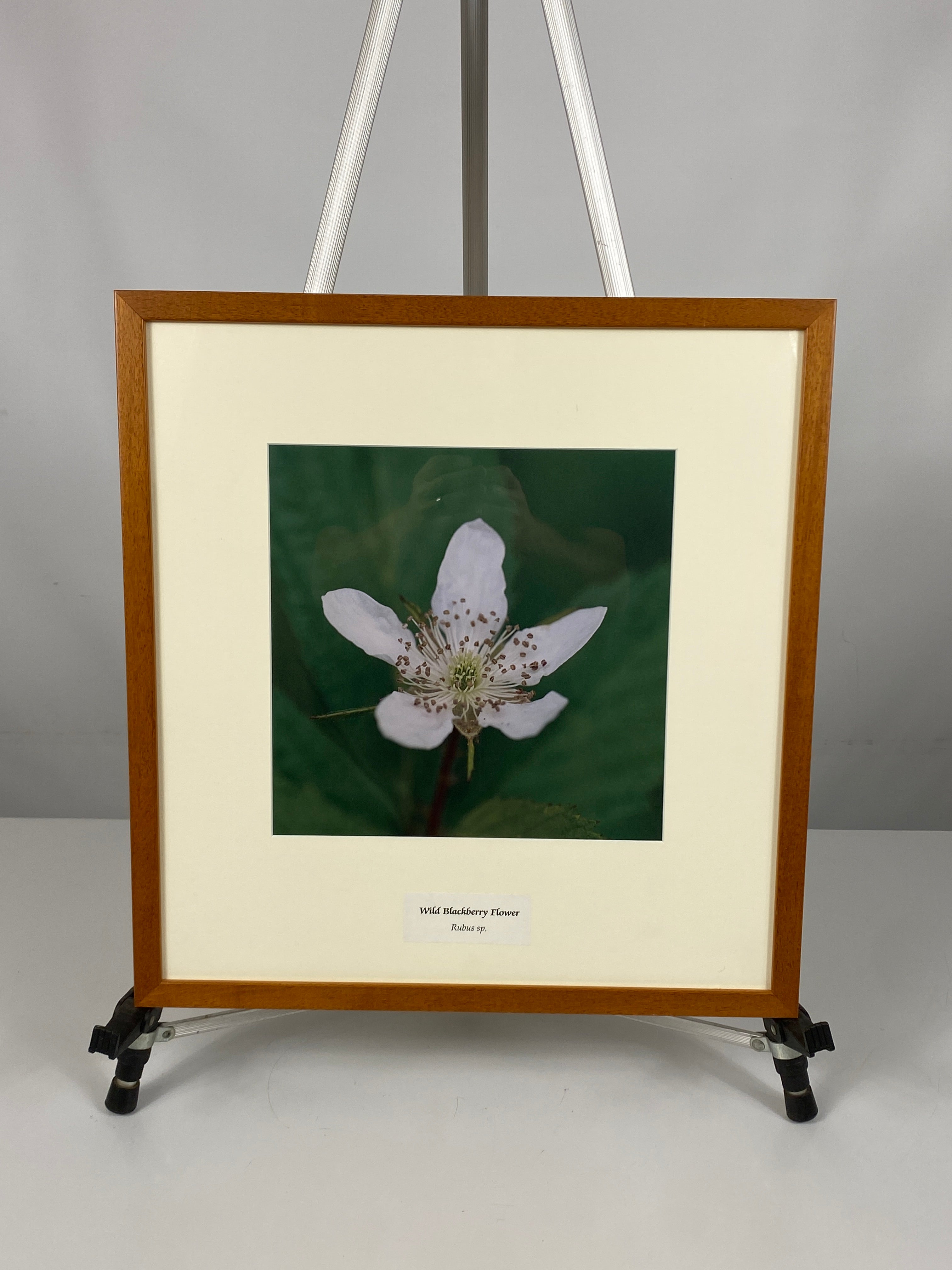 Framed "Wild Blackberry Flower" Photograph 19x18