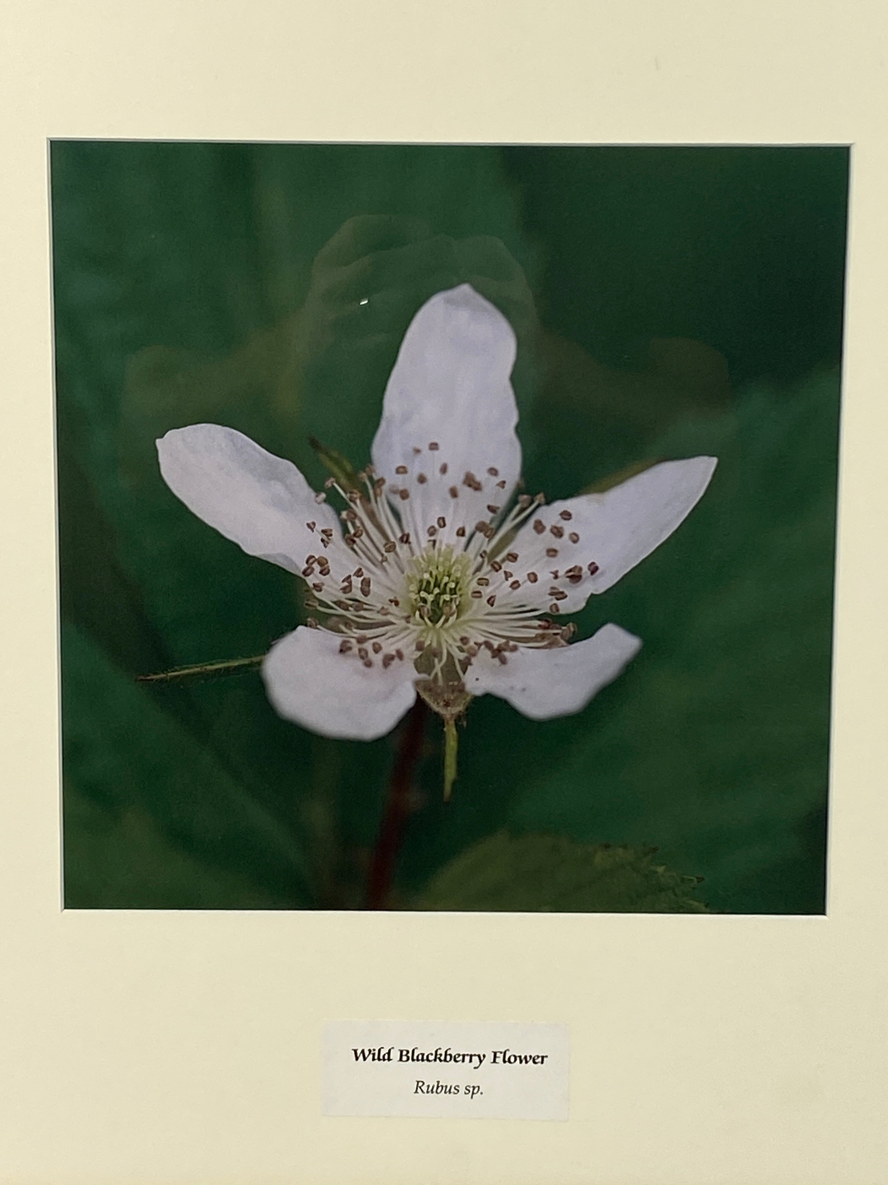 Framed "Wild Blackberry Flower" Photograph 19x18