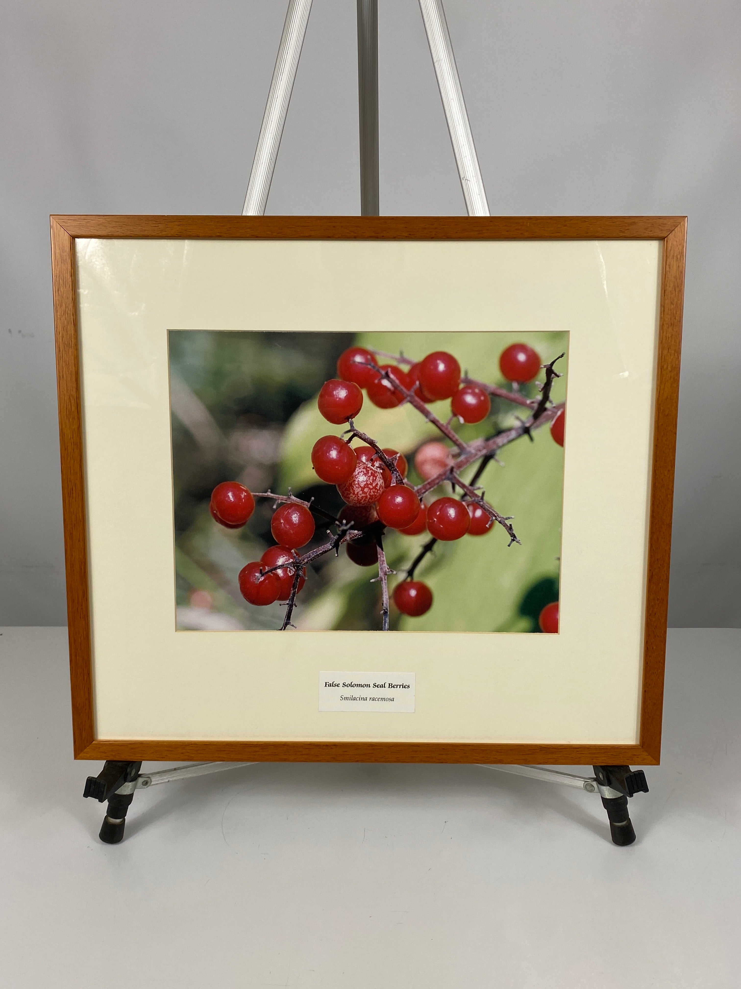 Framed "False Solomon Seal Berries" Photograph 21x19