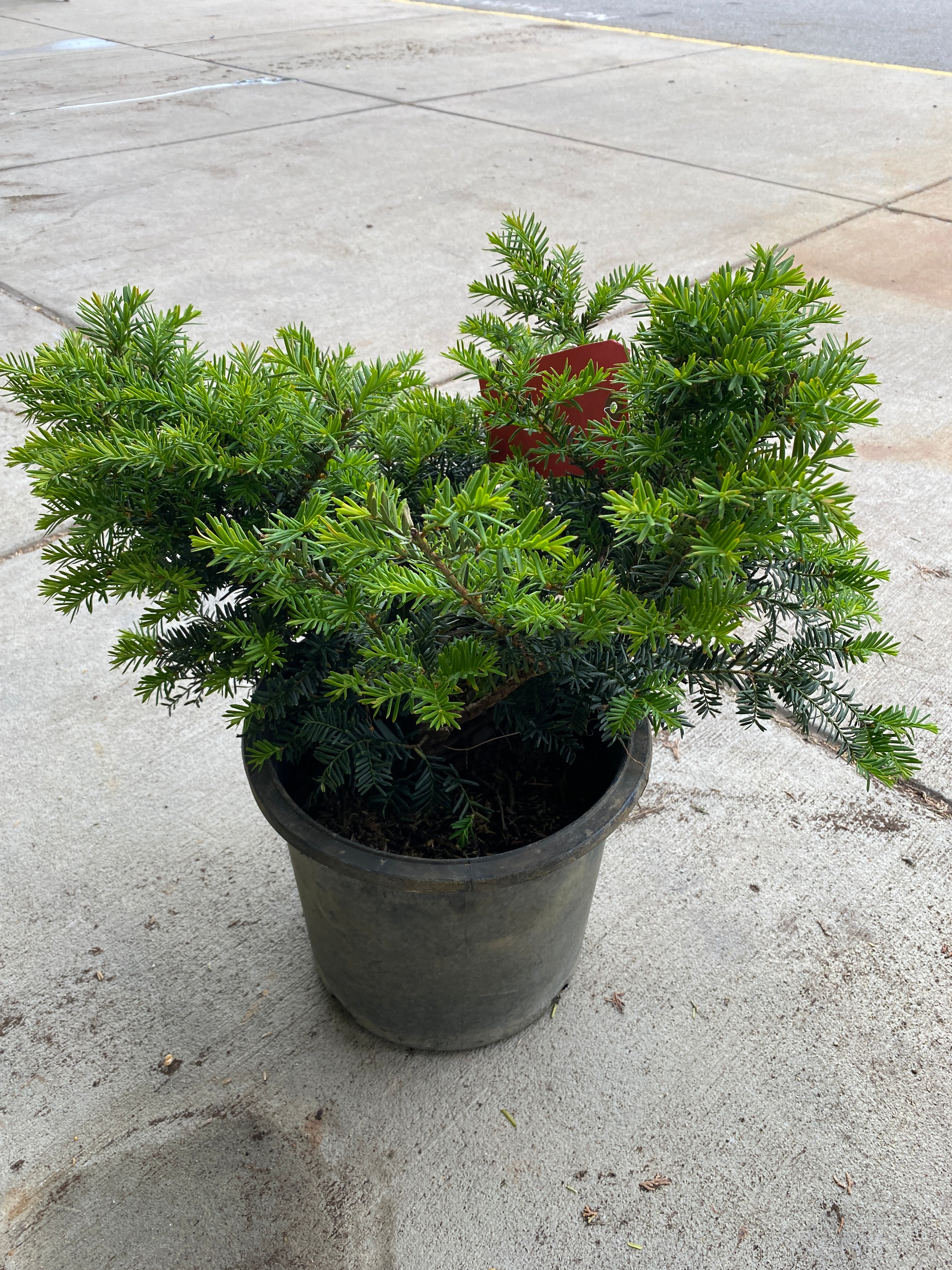 Taxus x Media "Everlow" Shrub