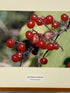 Framed "False Solomon Seal Berries" Photograph 21x19