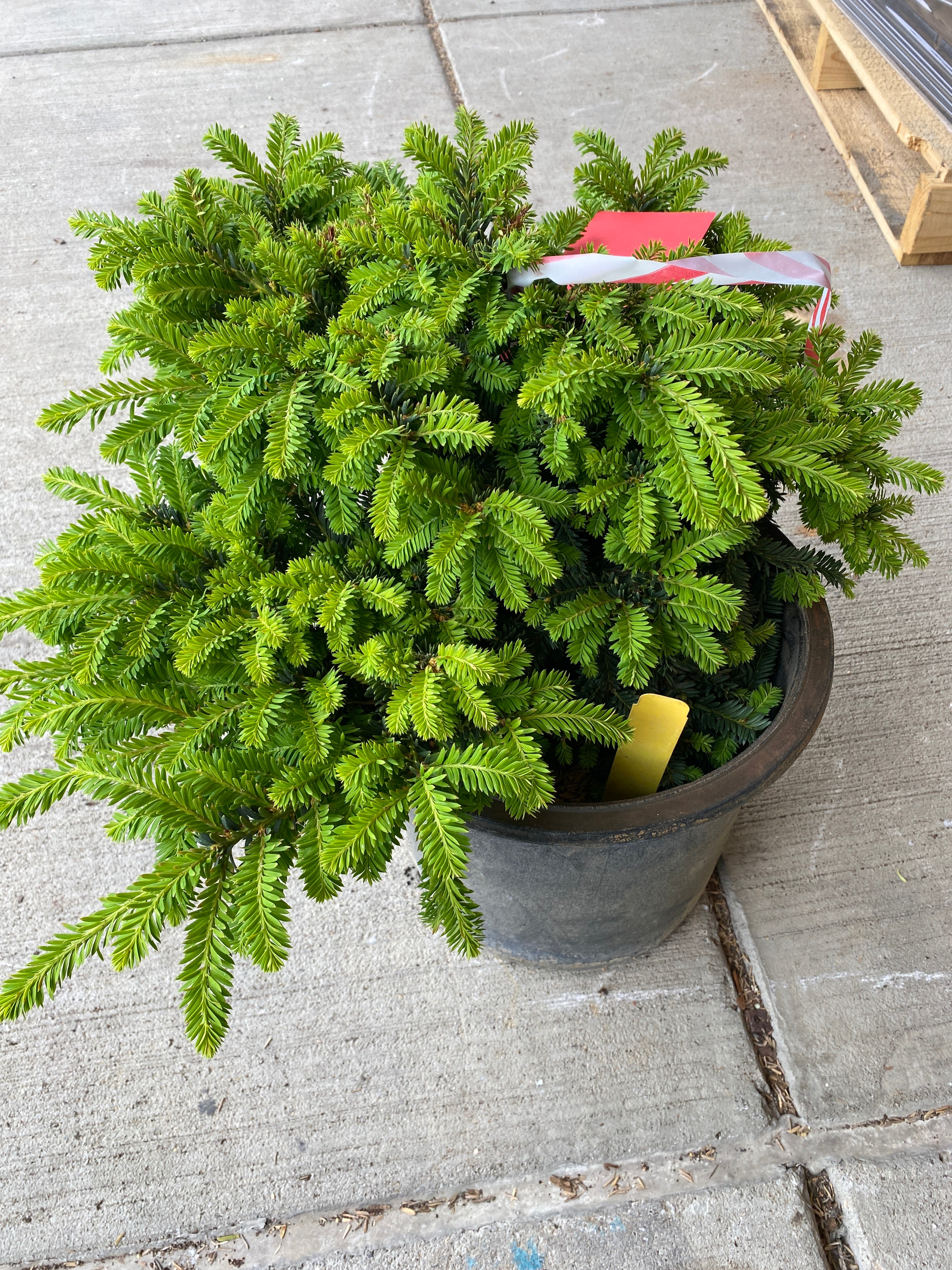 Taxus Cuspidata "Emerald Spreader" Shrub