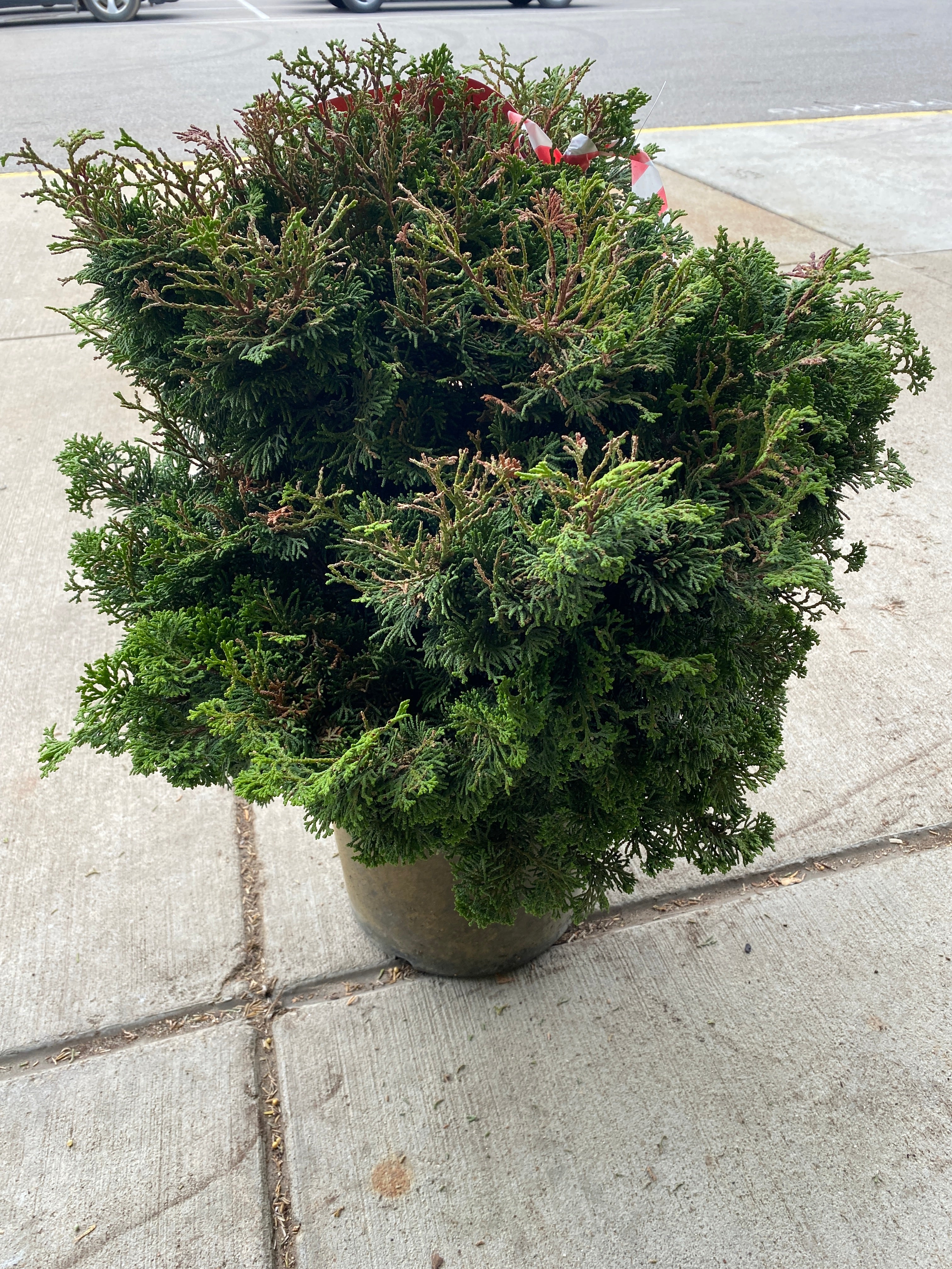 Chamaecyparis obtusa "Templehof" Shrub