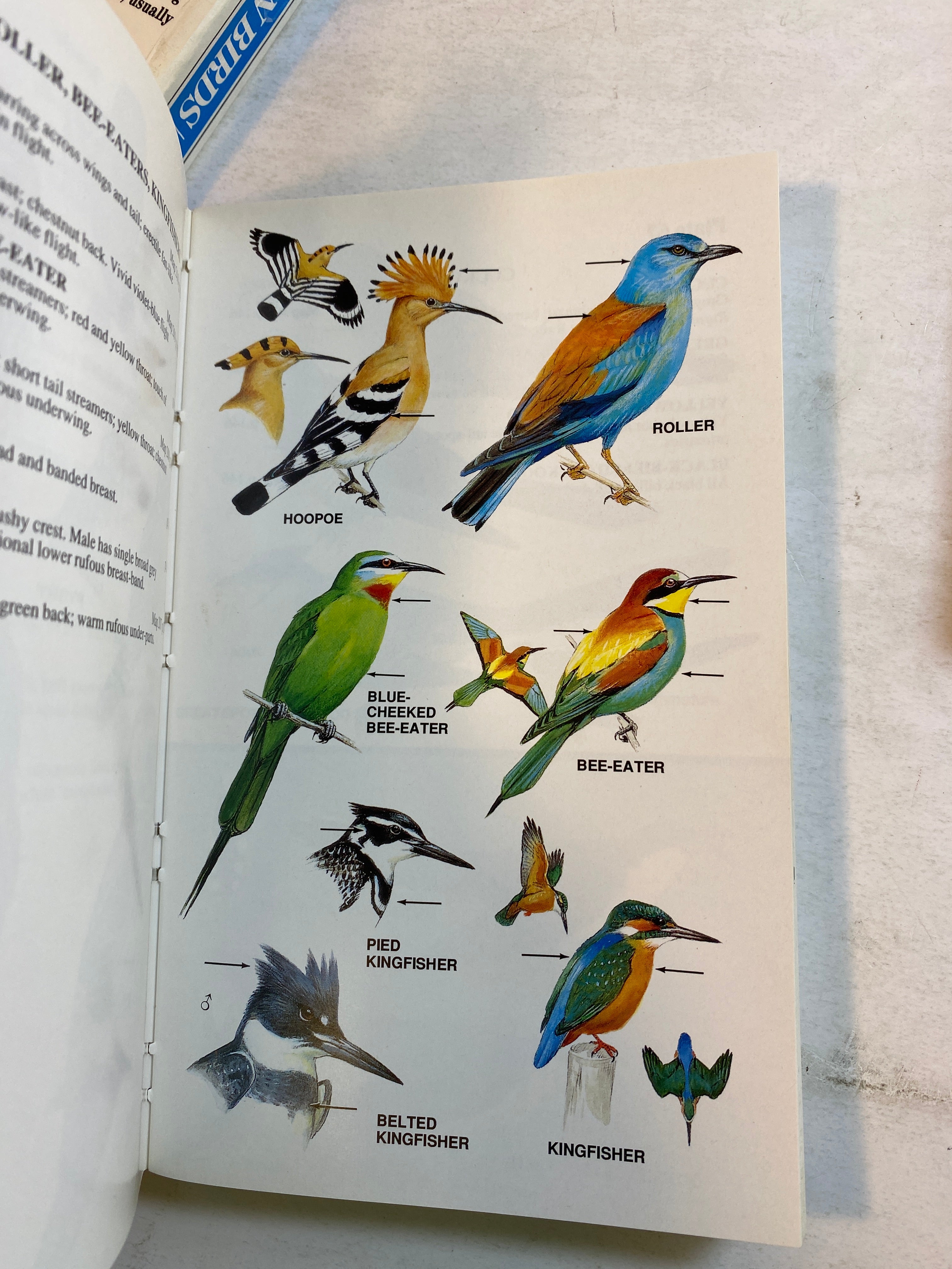 Lot of 3 Peterson Bird Guides 1980-1993