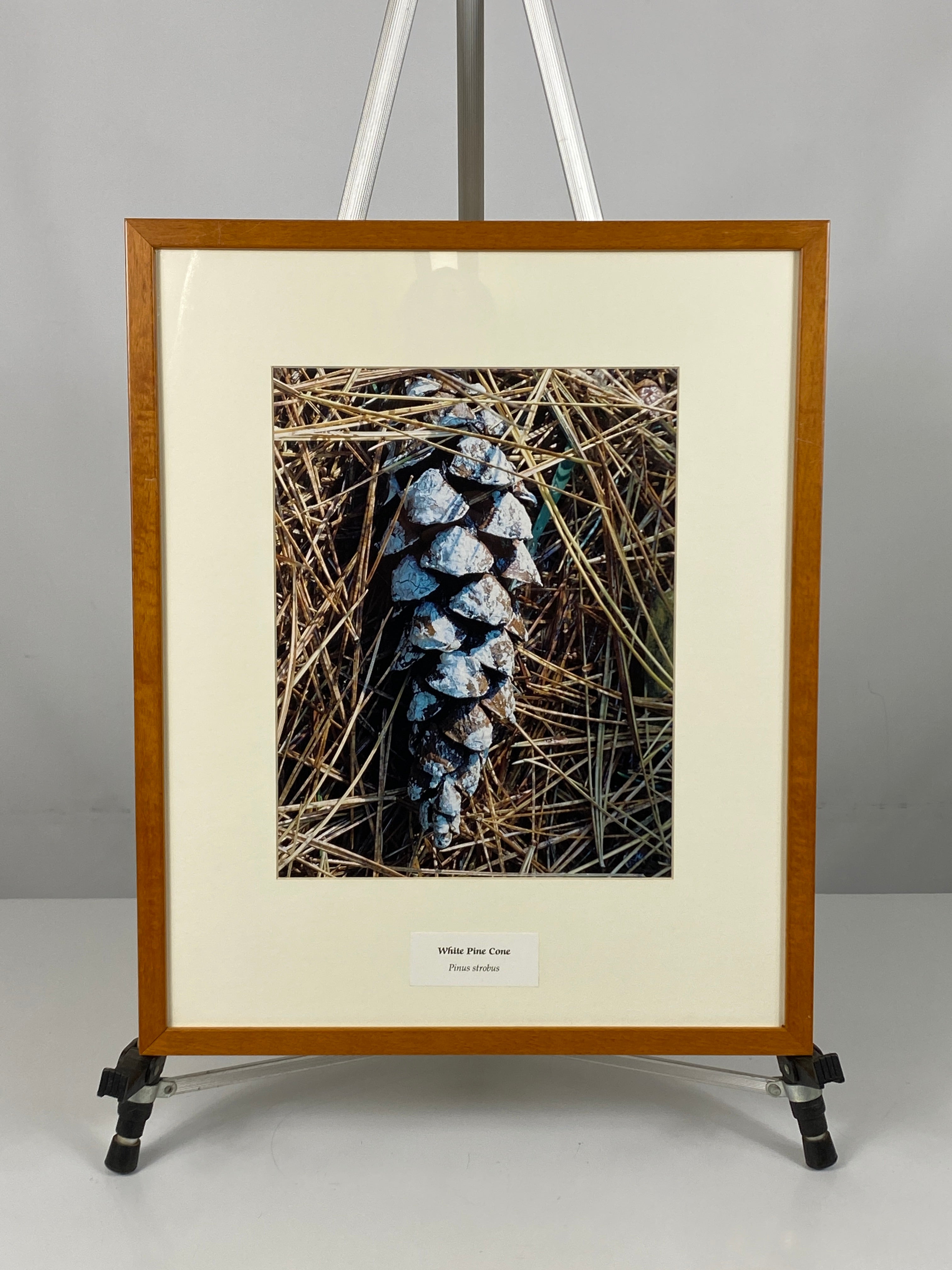 Framed "White Pine Cone" Photograph 22x18