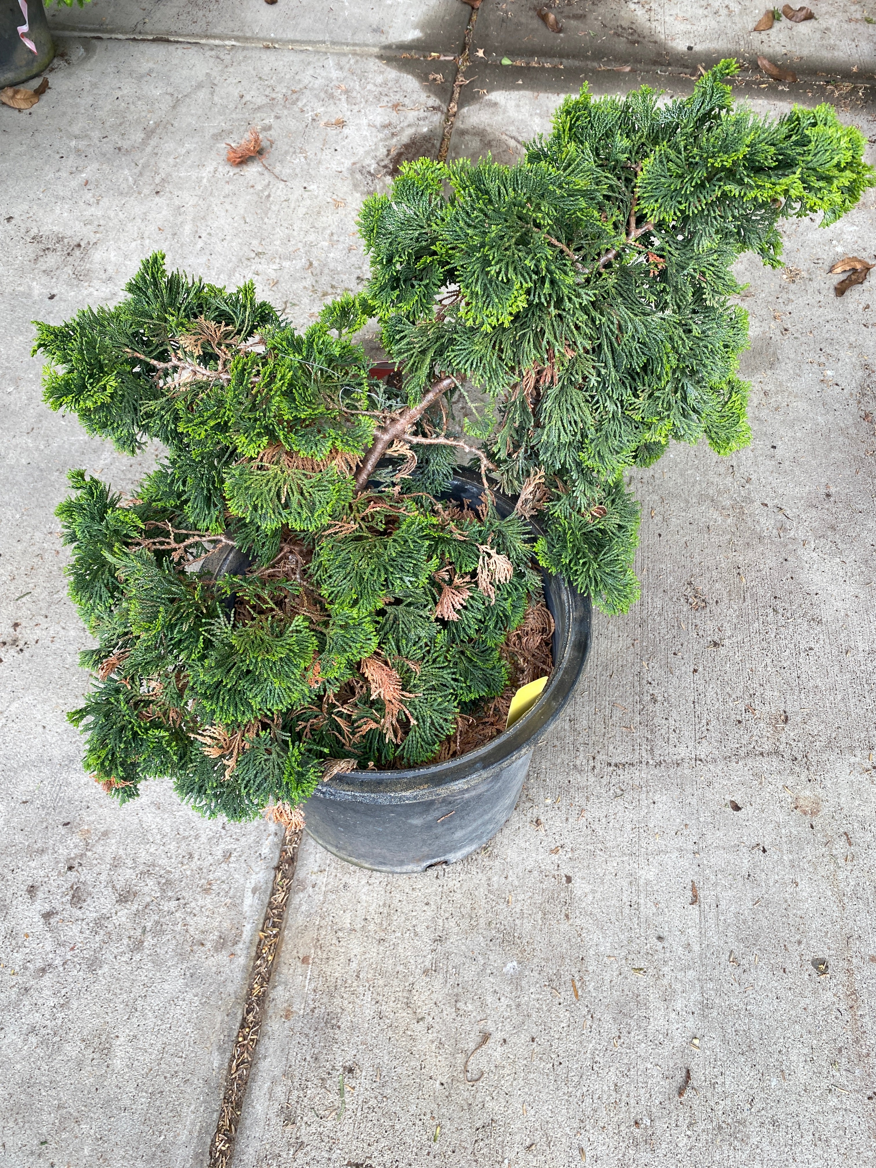 Chamaecyparis obtuse "Repens" Shrub