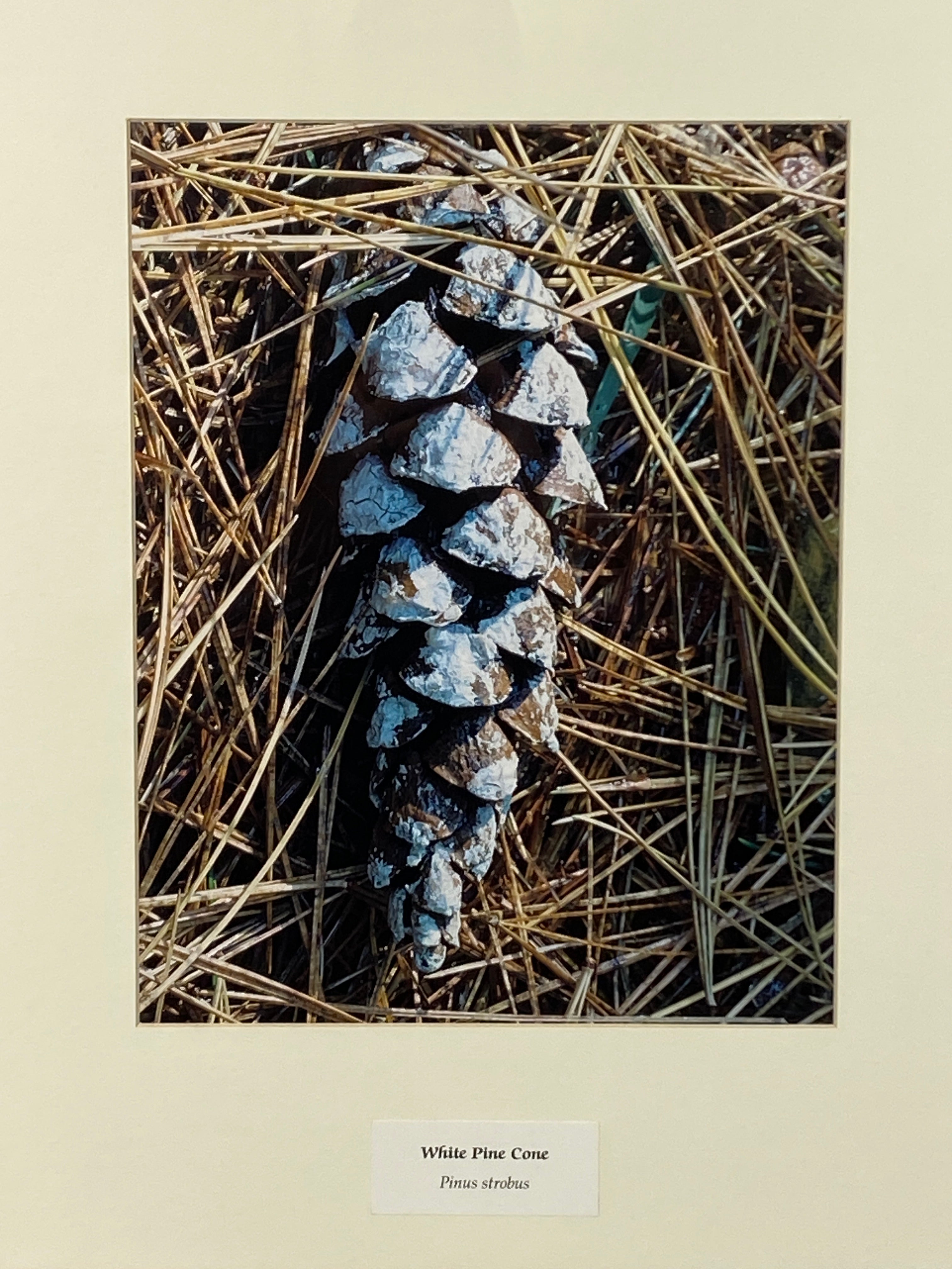 Framed "White Pine Cone" Photograph 22x18