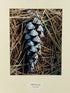 Framed "White Pine Cone" Photograph 22x18