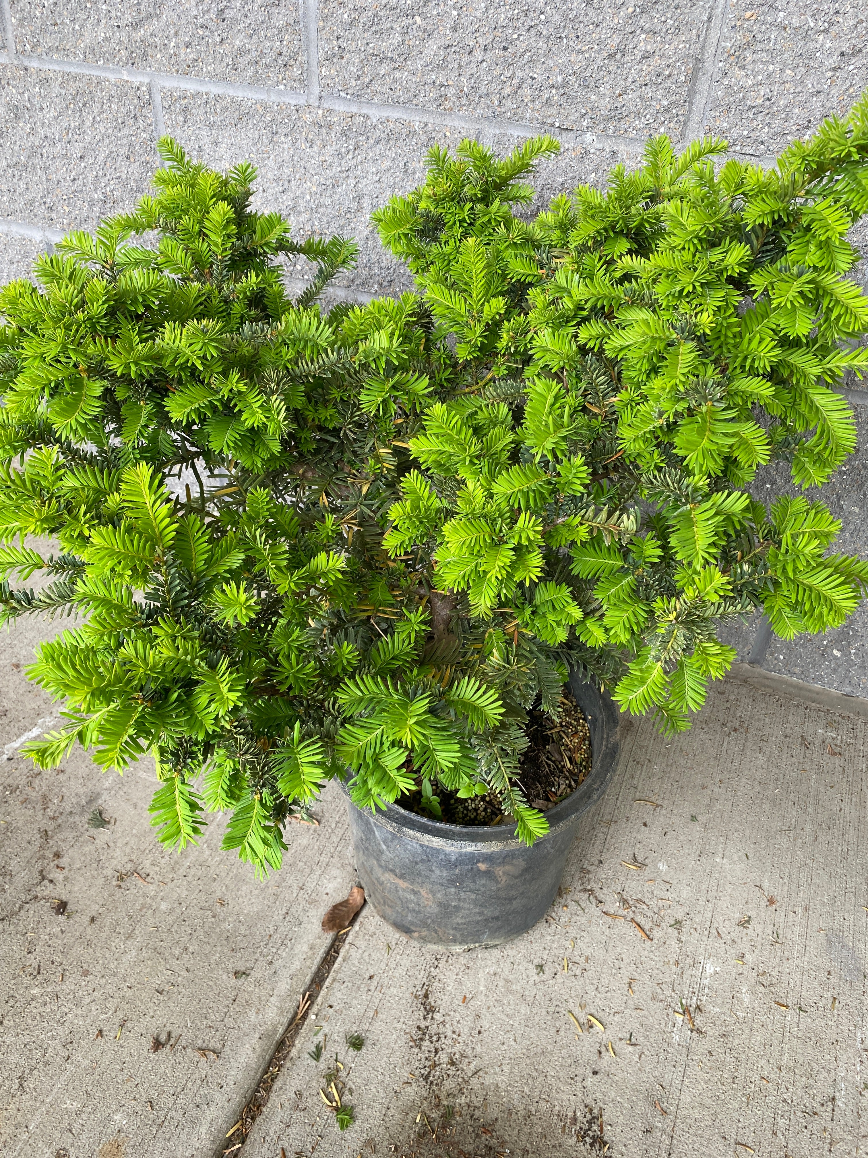 Taxus x media "Ward" Shrub
